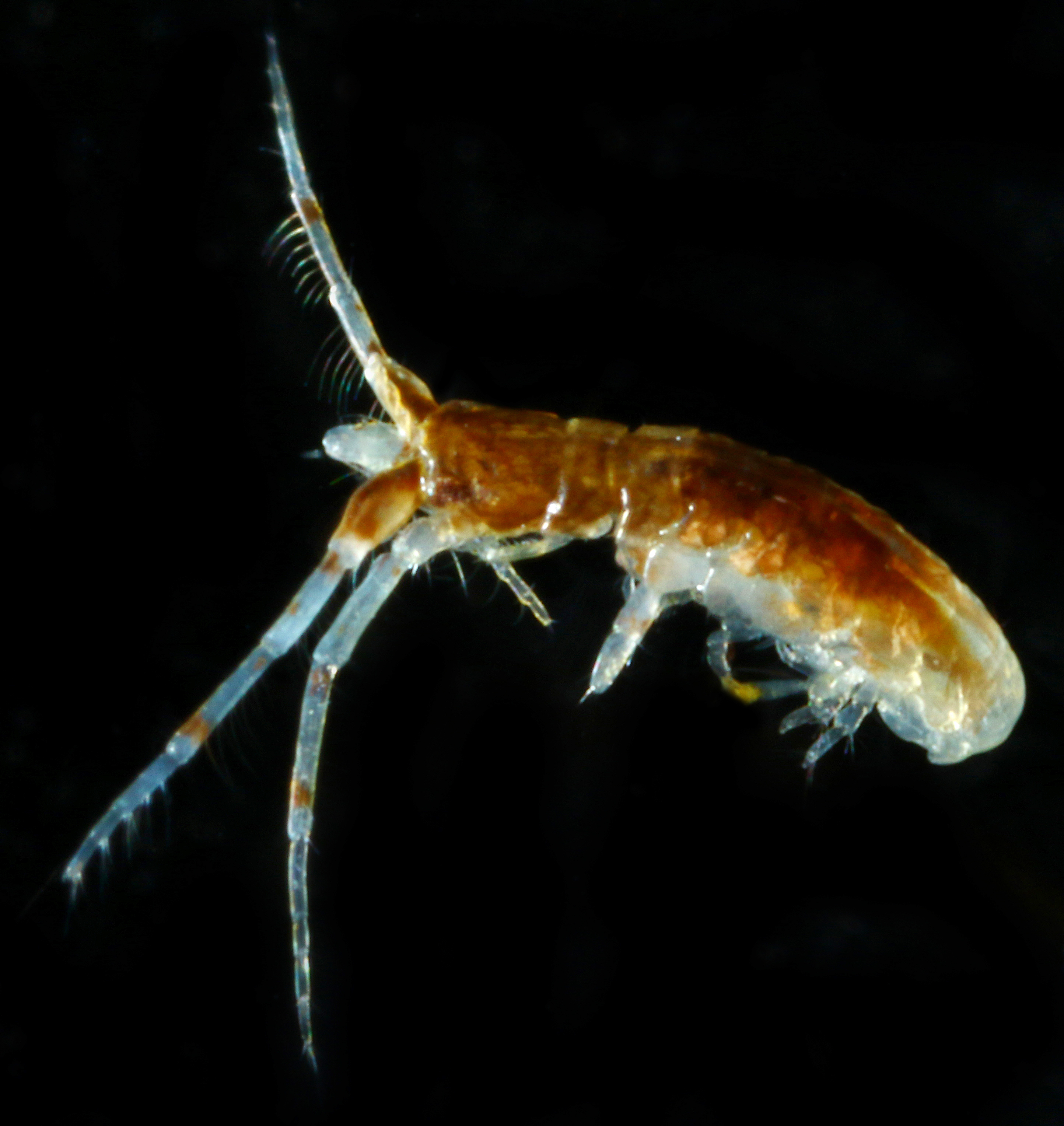 Ischyroceridae image