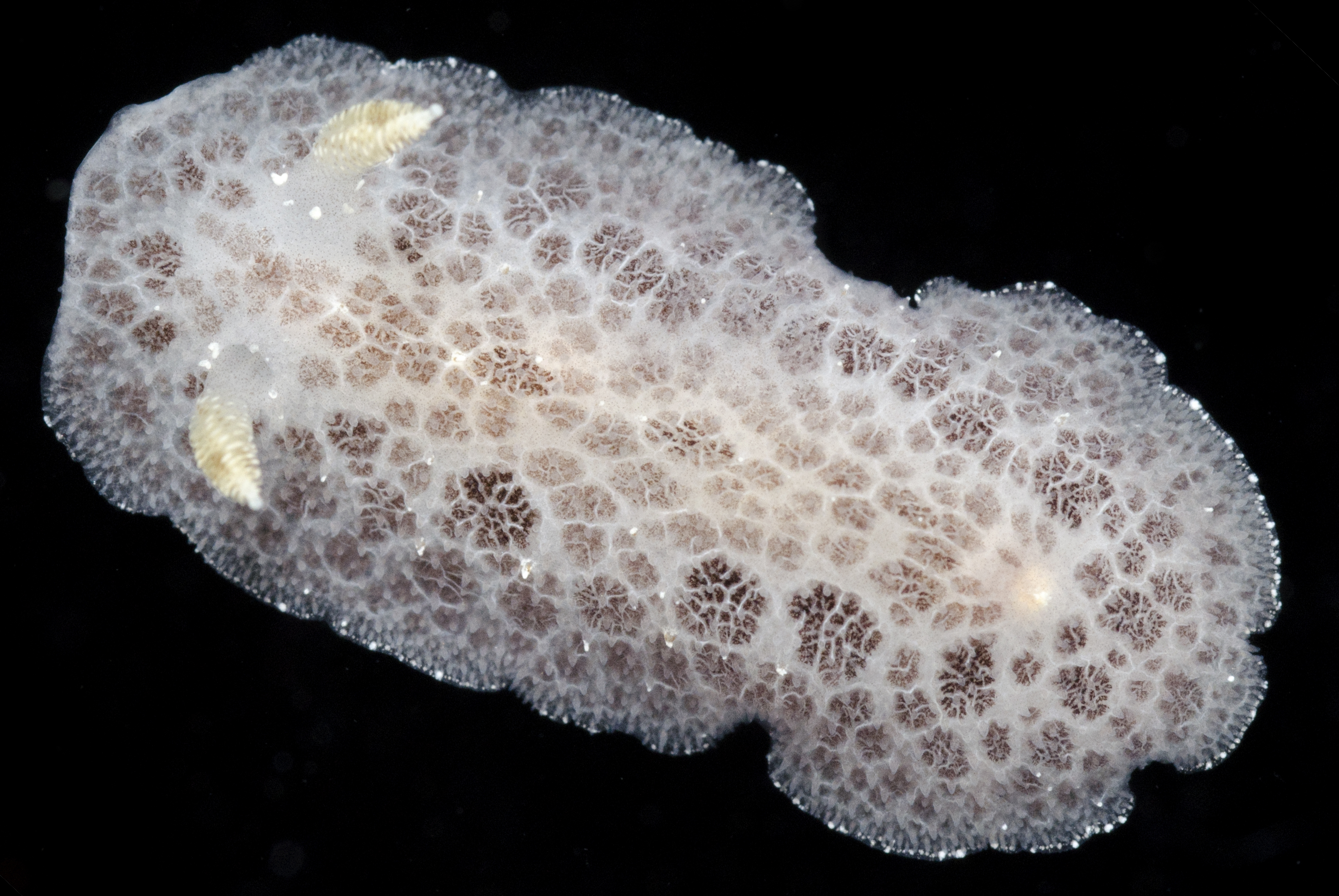 Discodoris evelinae image