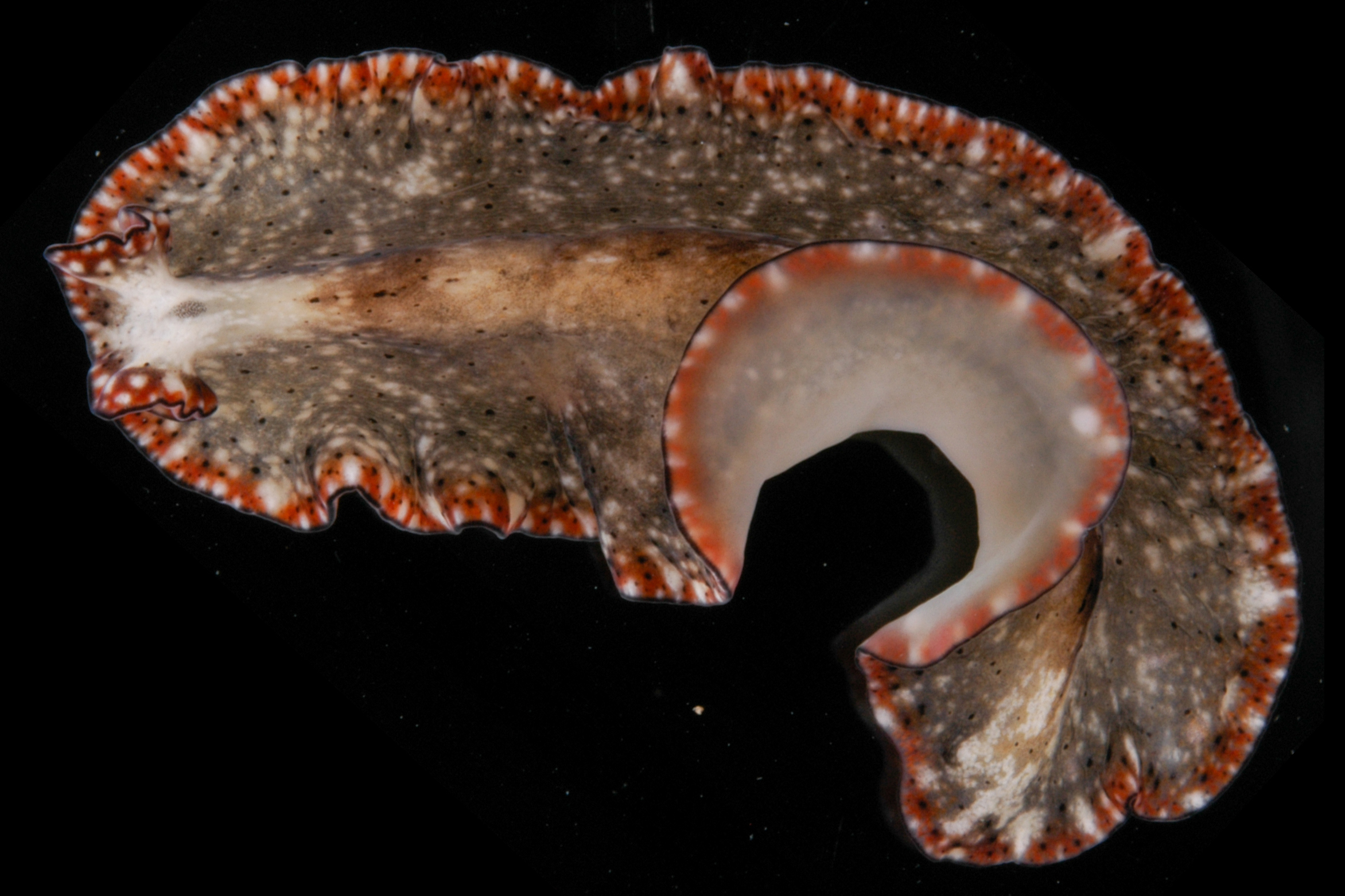 Pseudobiceros damawan image