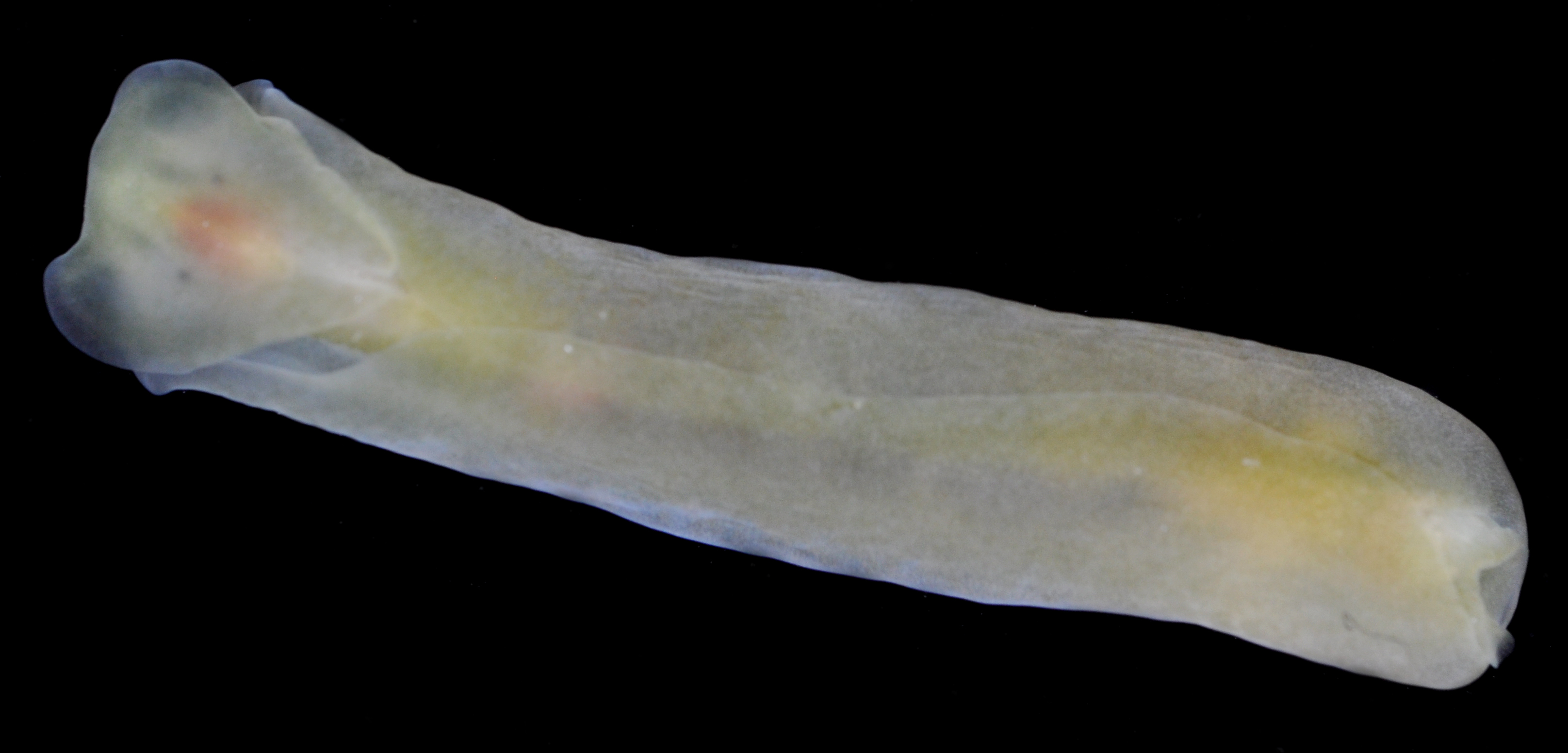 Phanerophthalmus smaragdinus image