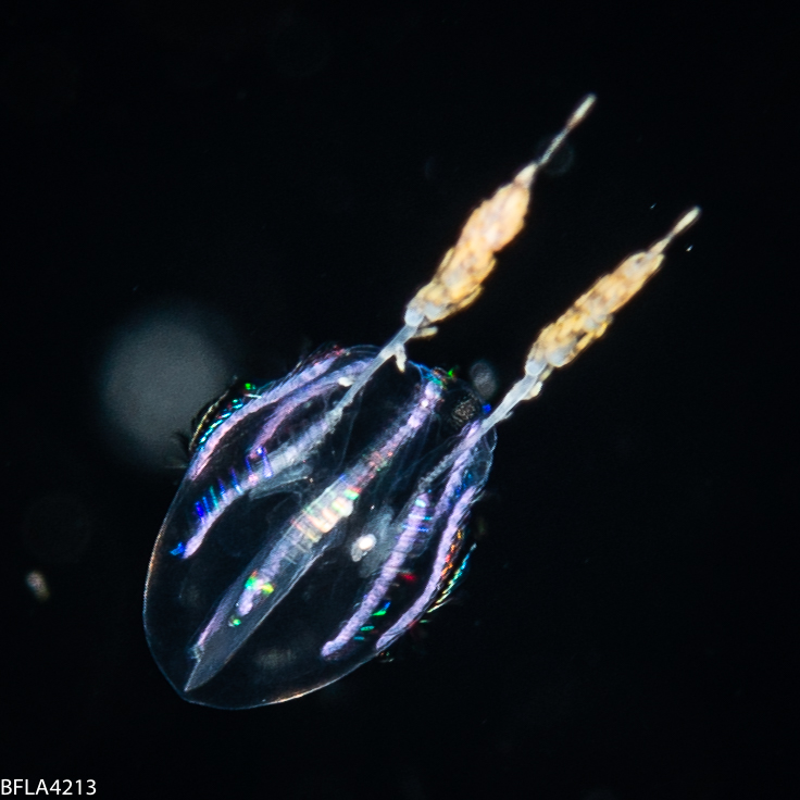 Hormiphora hormiphora