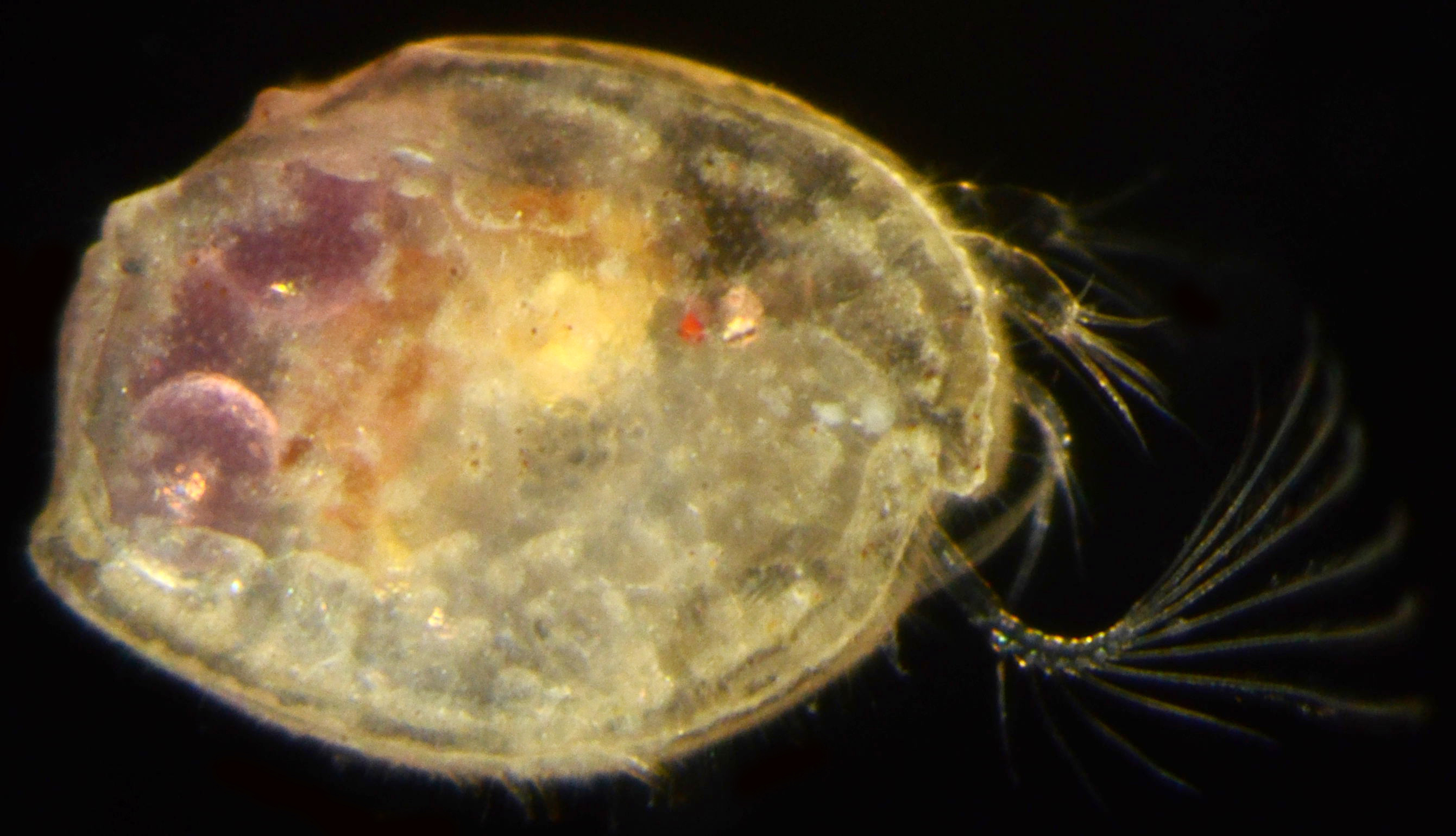 Rutiderma