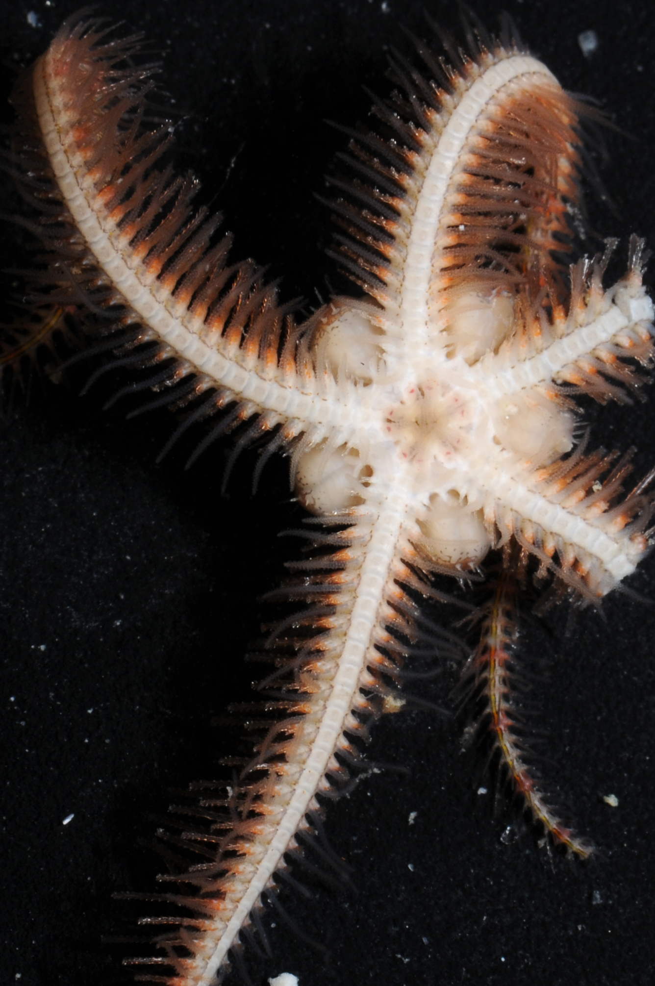 Ophiothricidae image