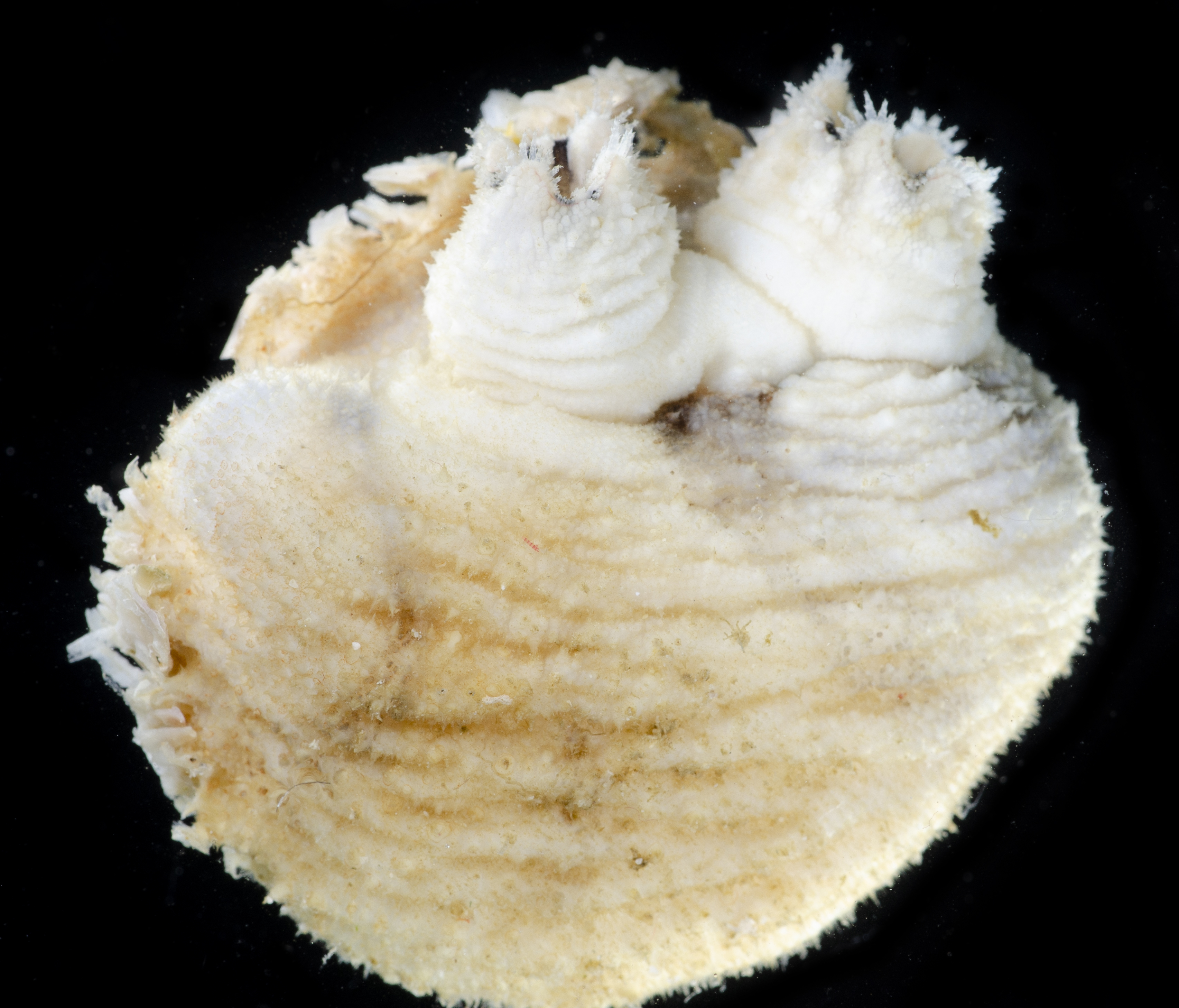 Halocynthia spinosa image
