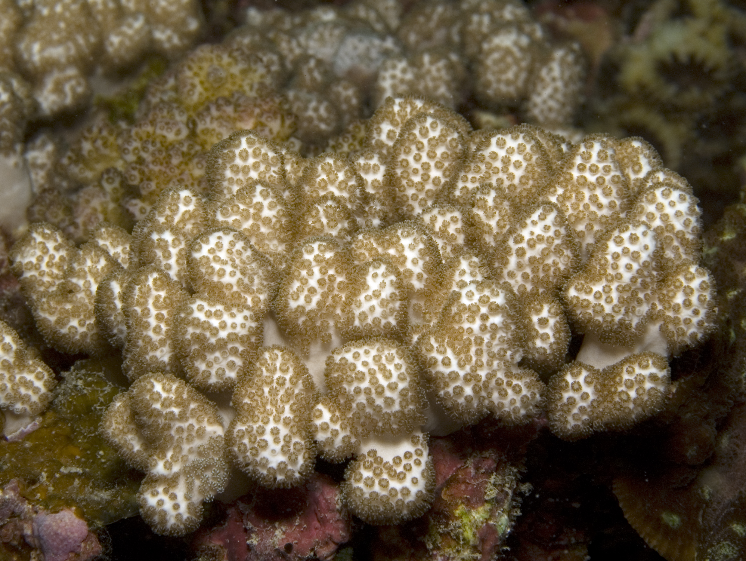 Asterospicularia