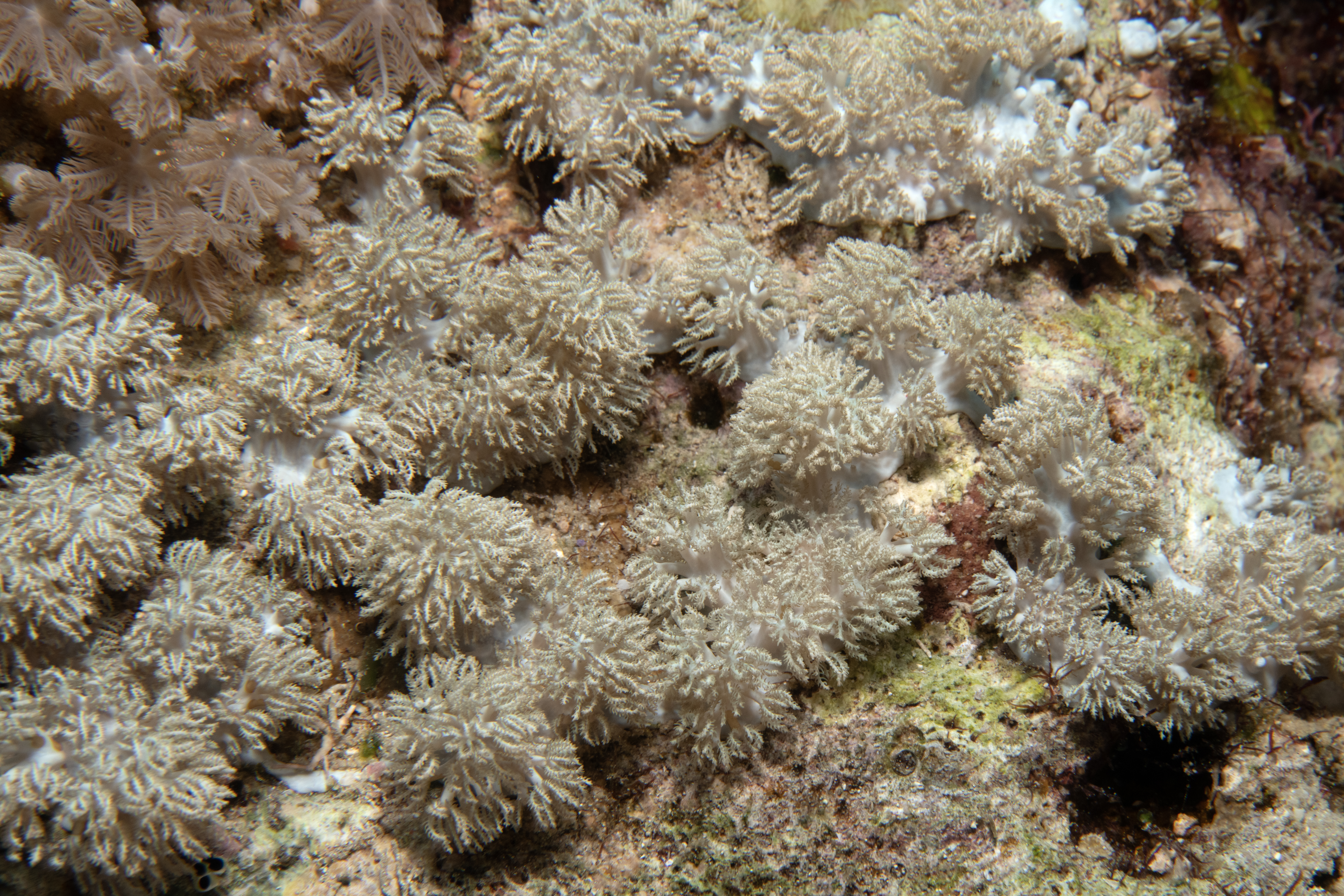 Sympodium