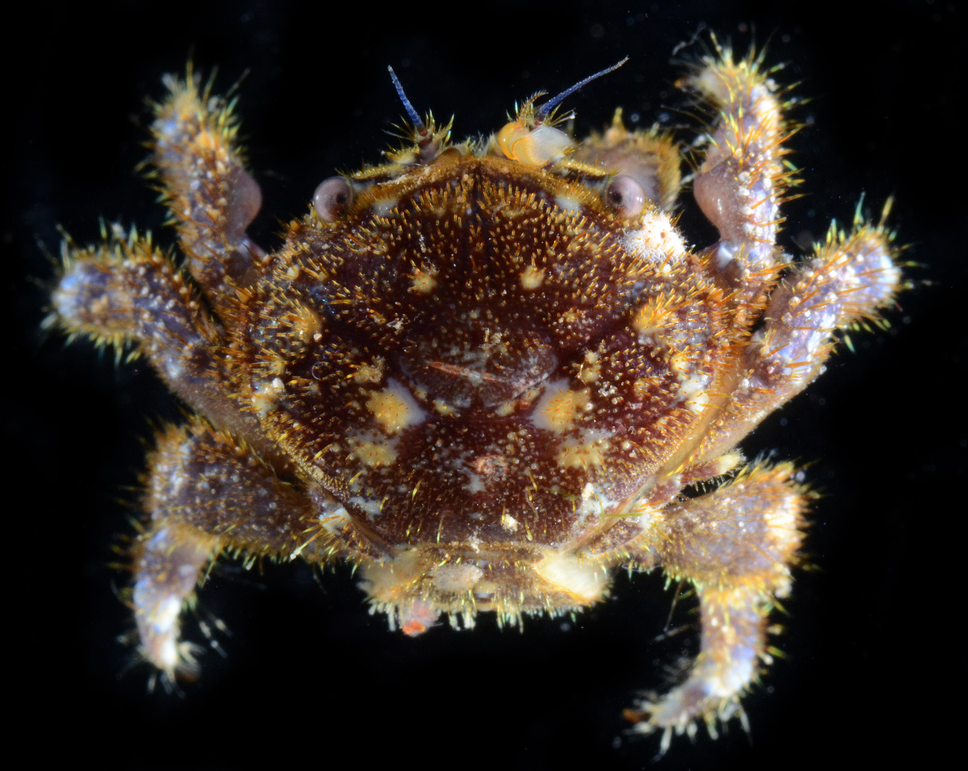 Dynomene hispida
