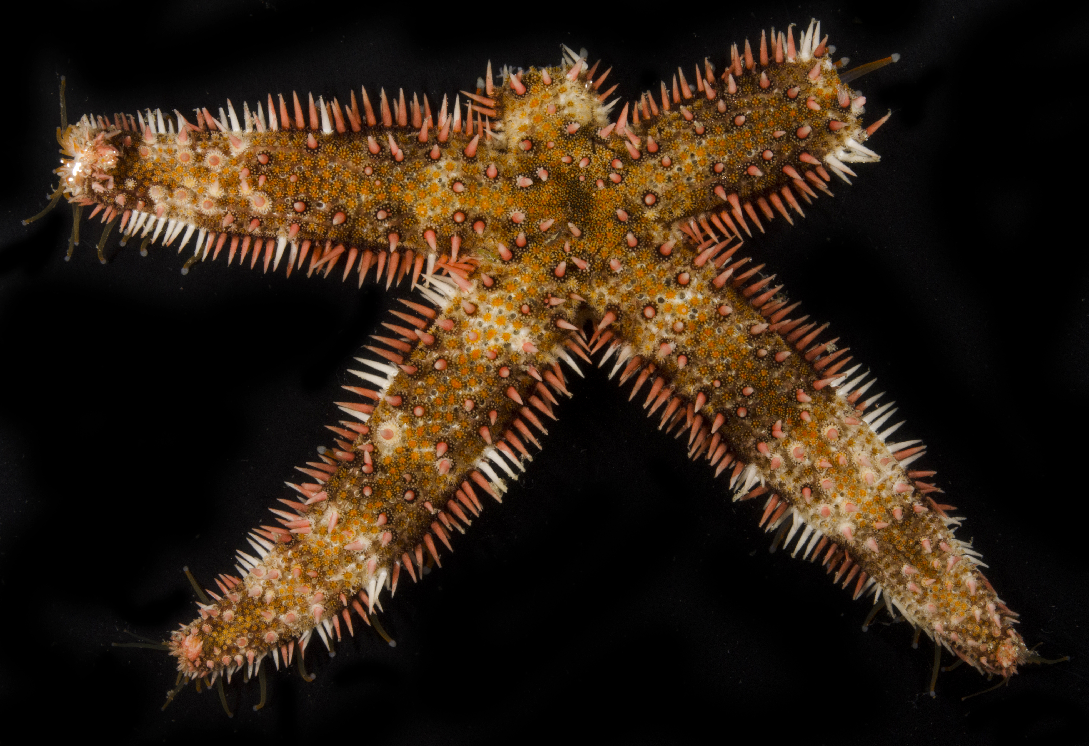 Luidia sibogae