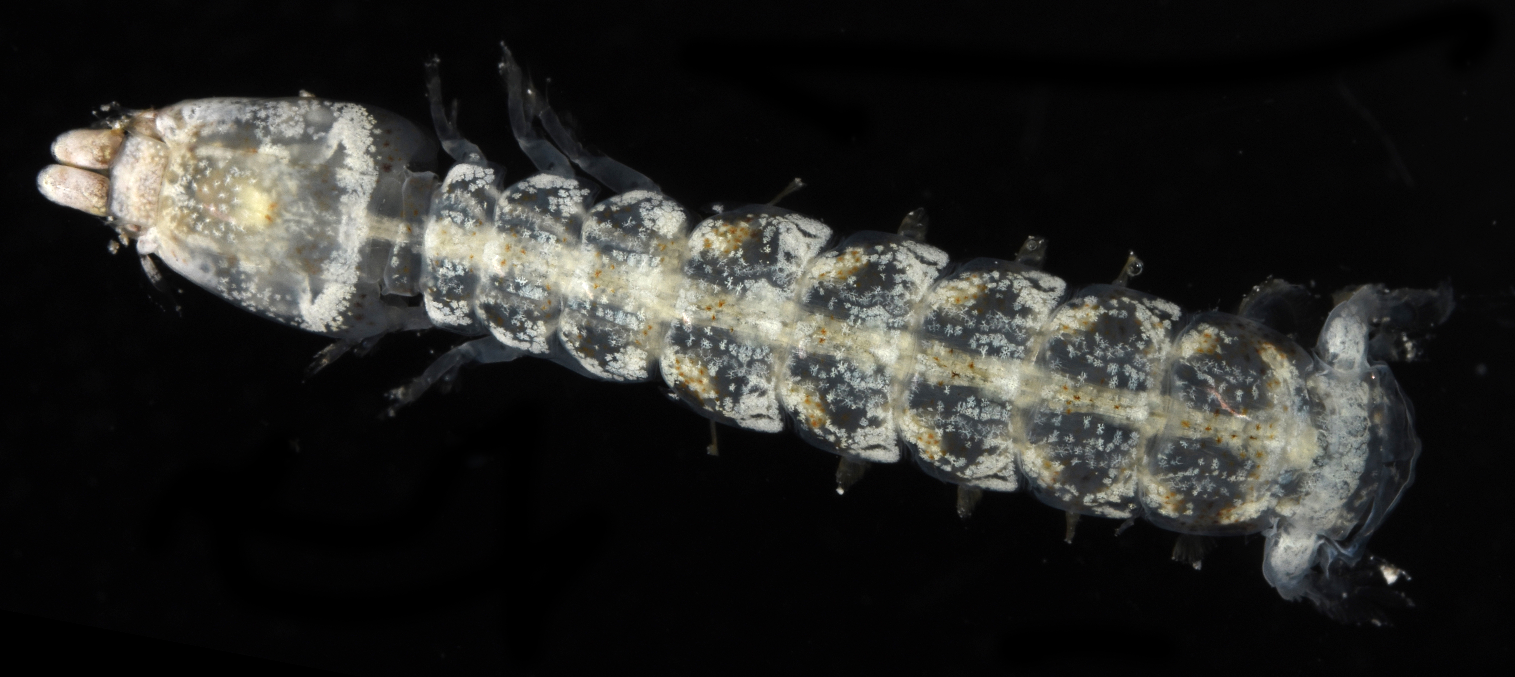Nannosquilla