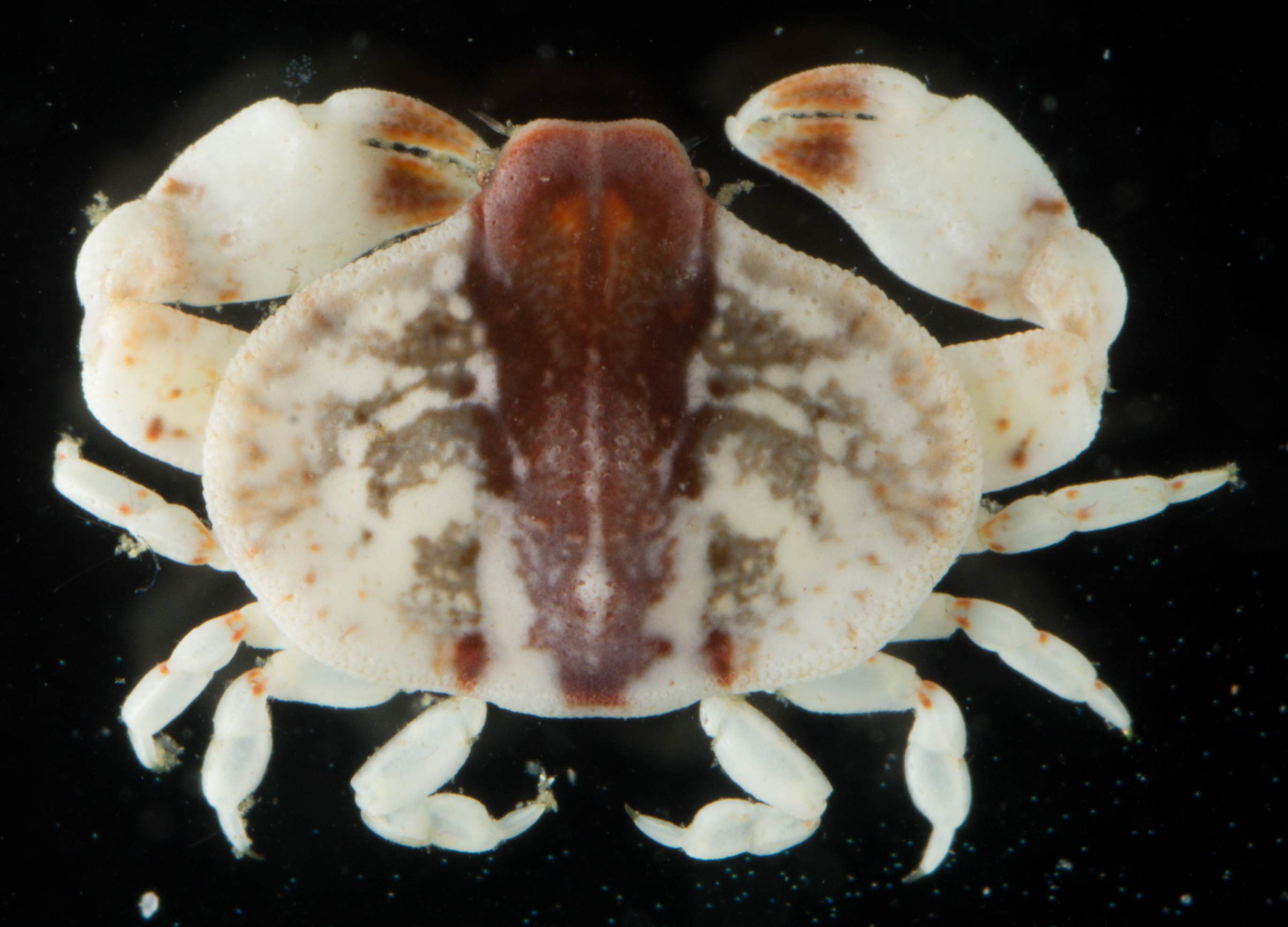 Osachila