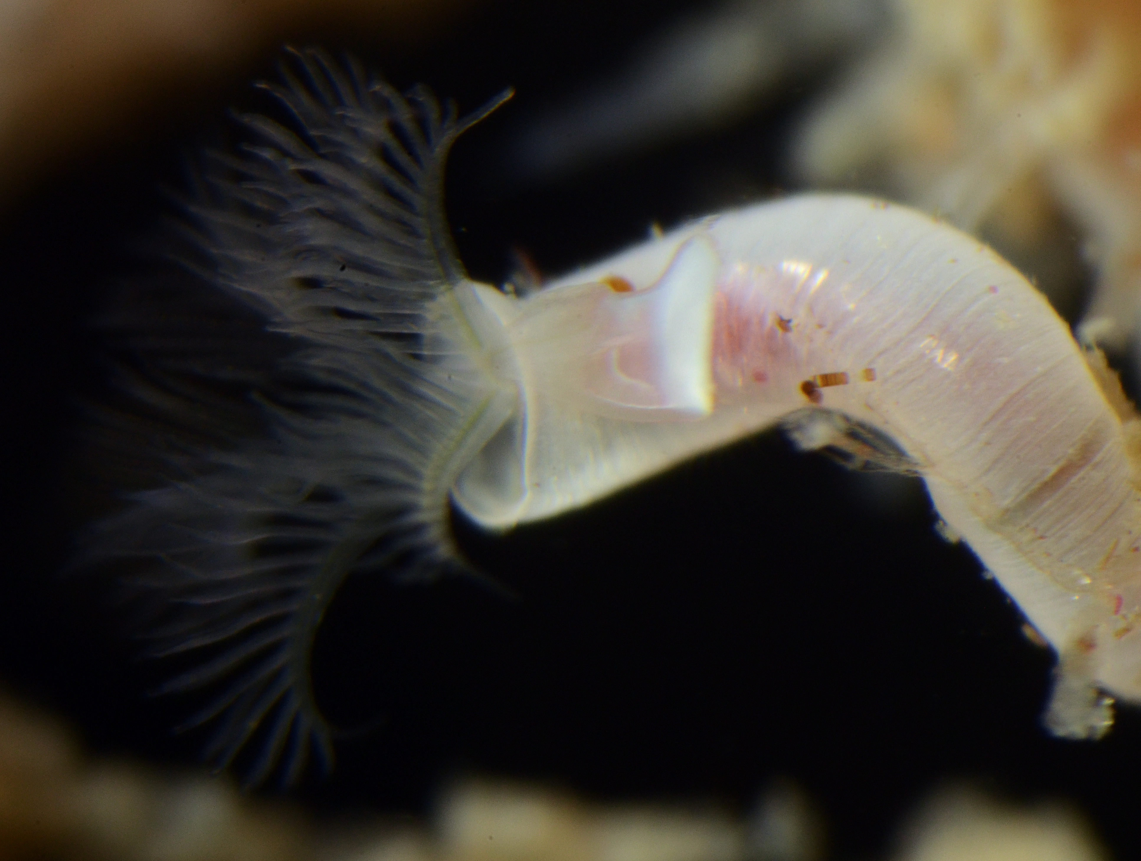 Circeis spirillum