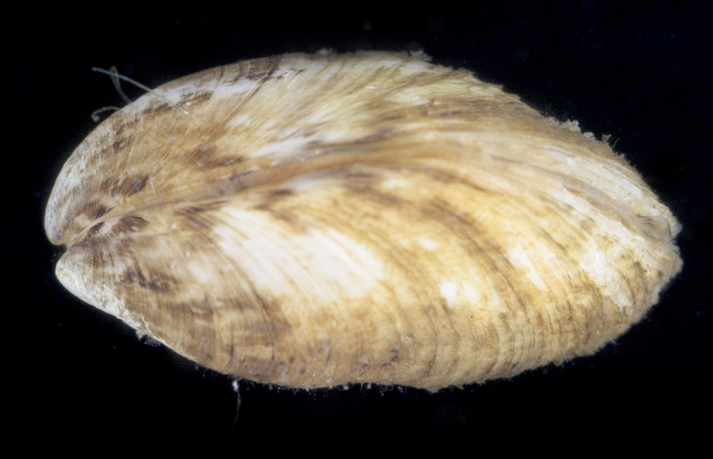 Mytilopsis image