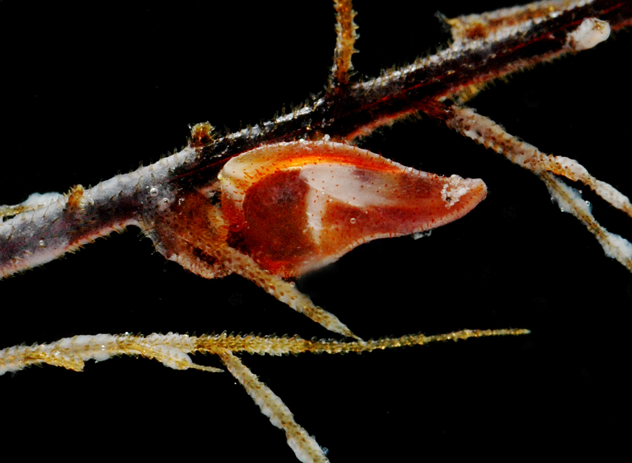 Oxynaspididae image
