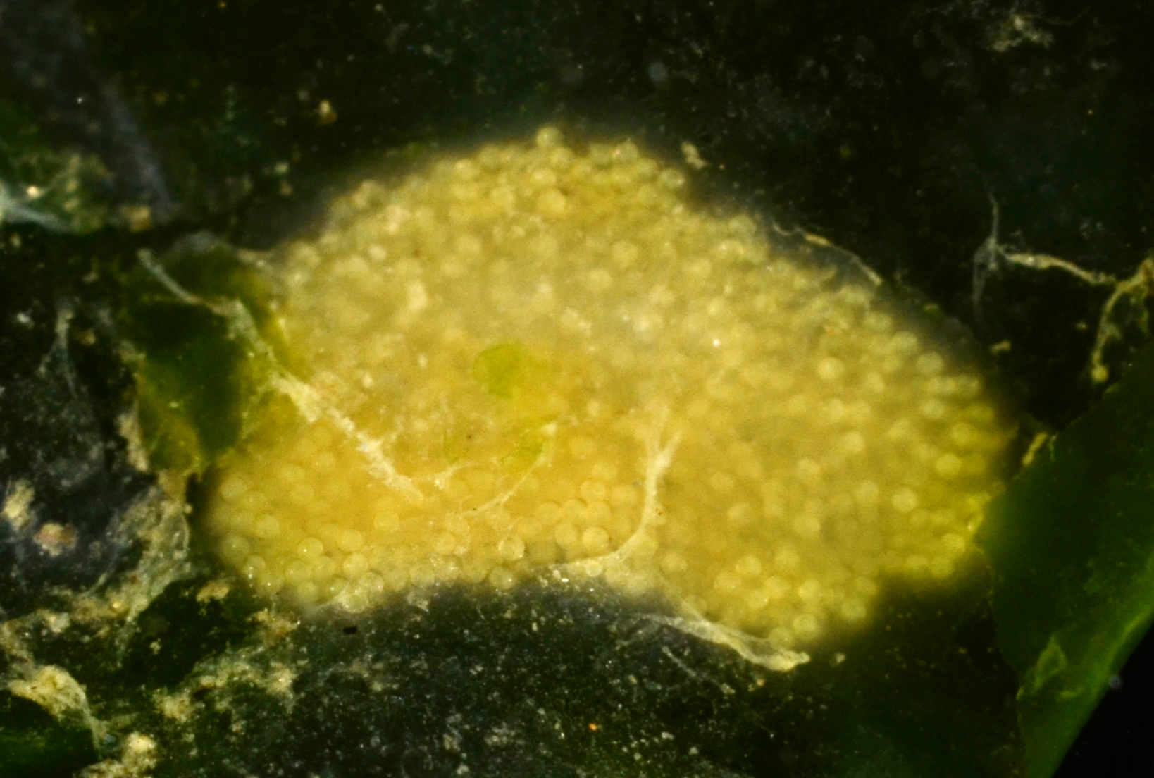 Notoplanidae thumbnail