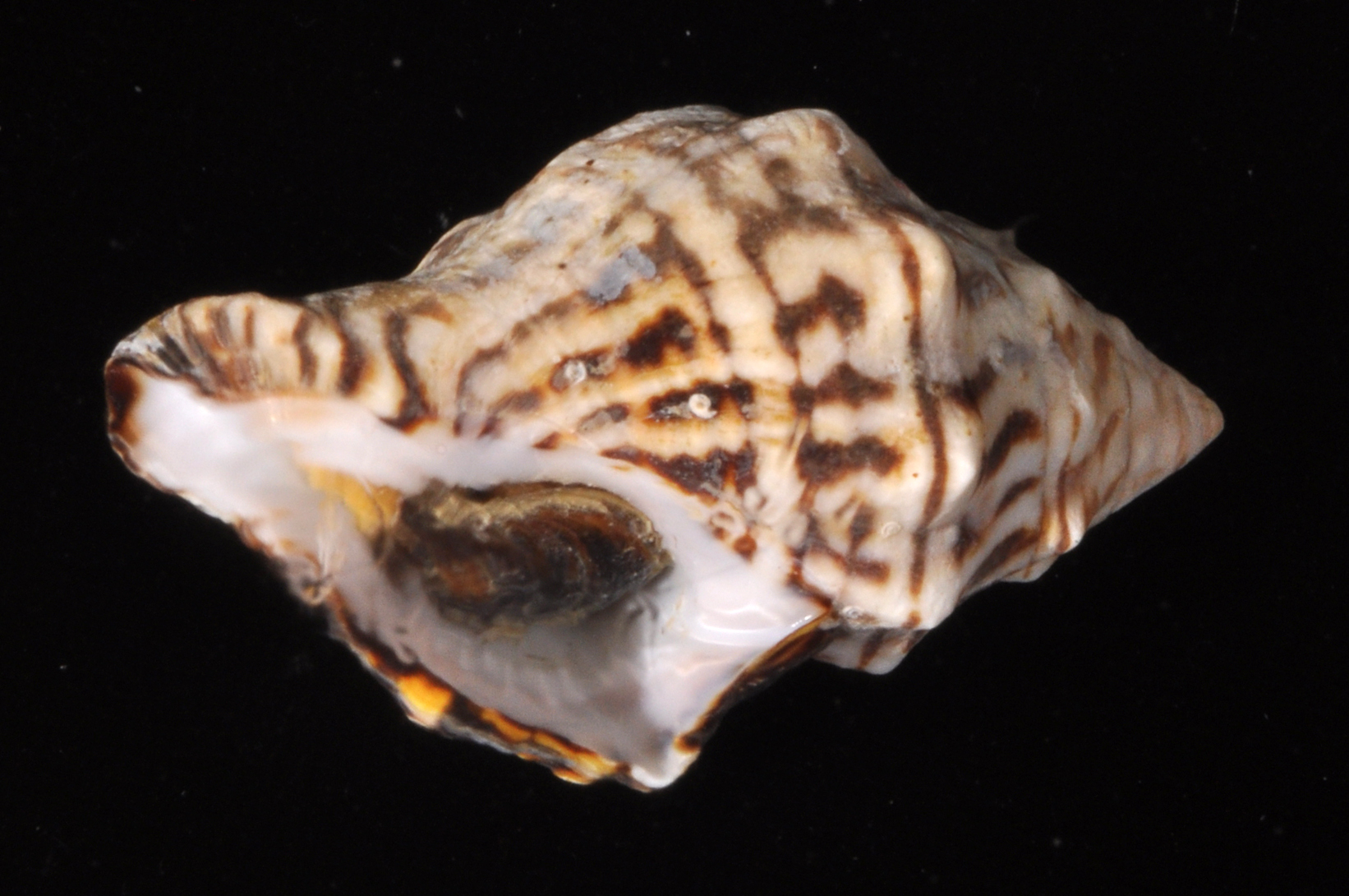 Latirus belcheri