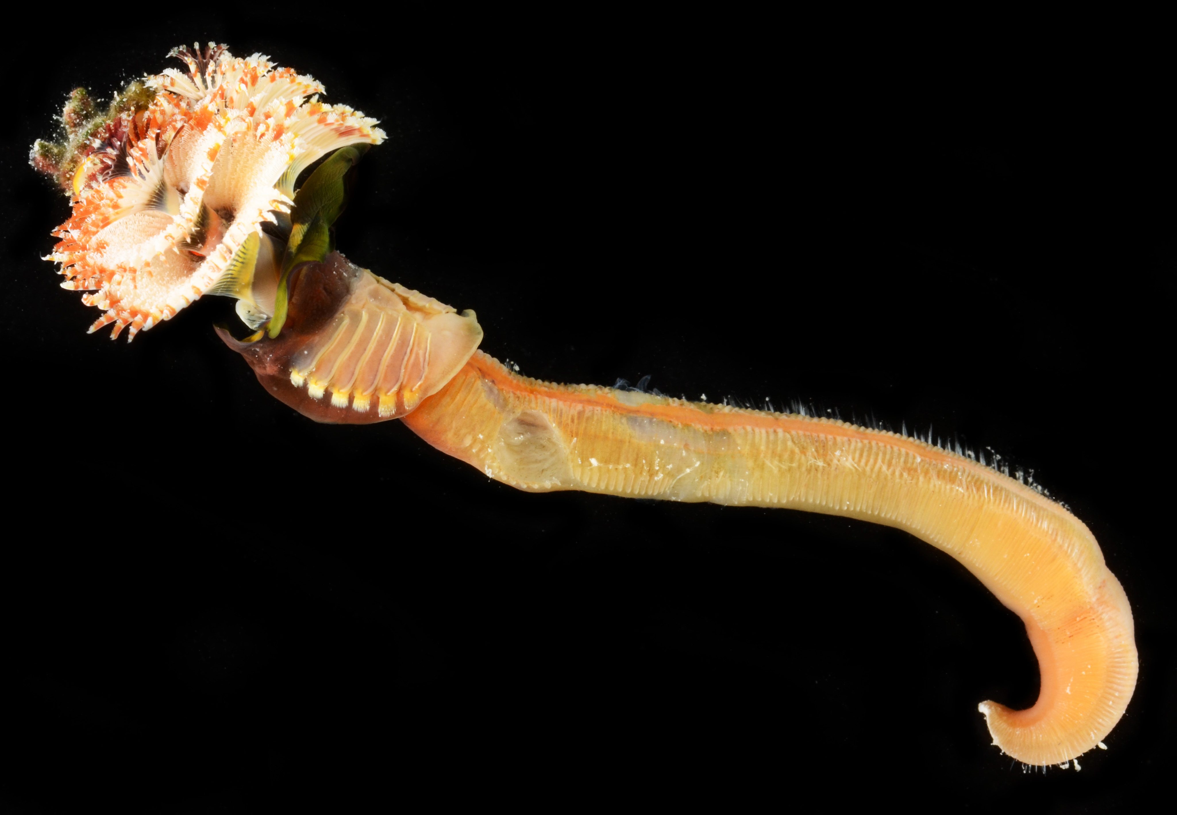 Spirobranchus aloni image