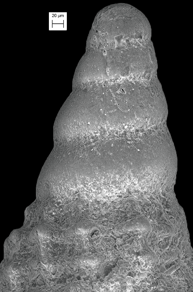 Cerithiopsis fusiformis image