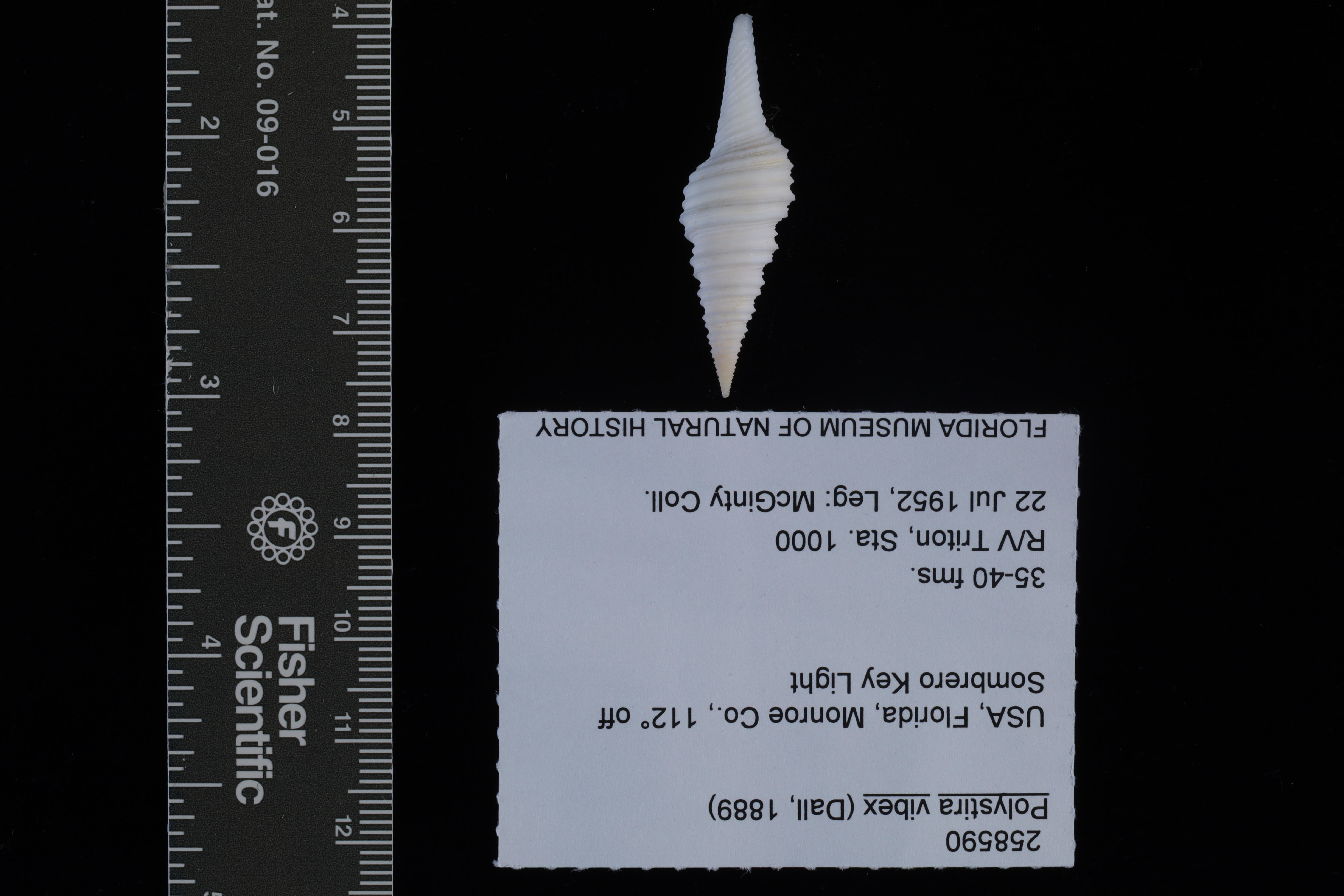Polystira vibex