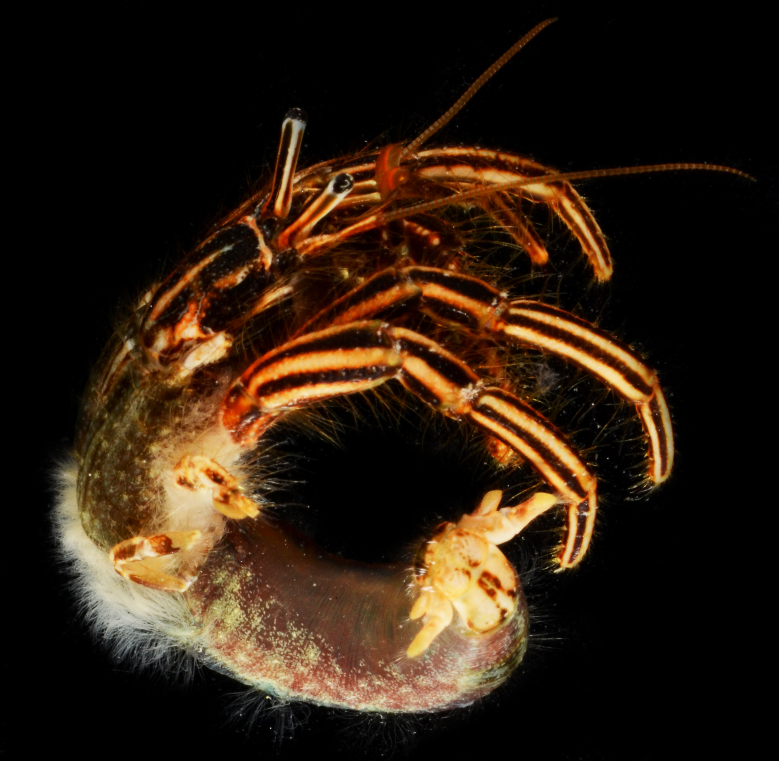 Clibanarius