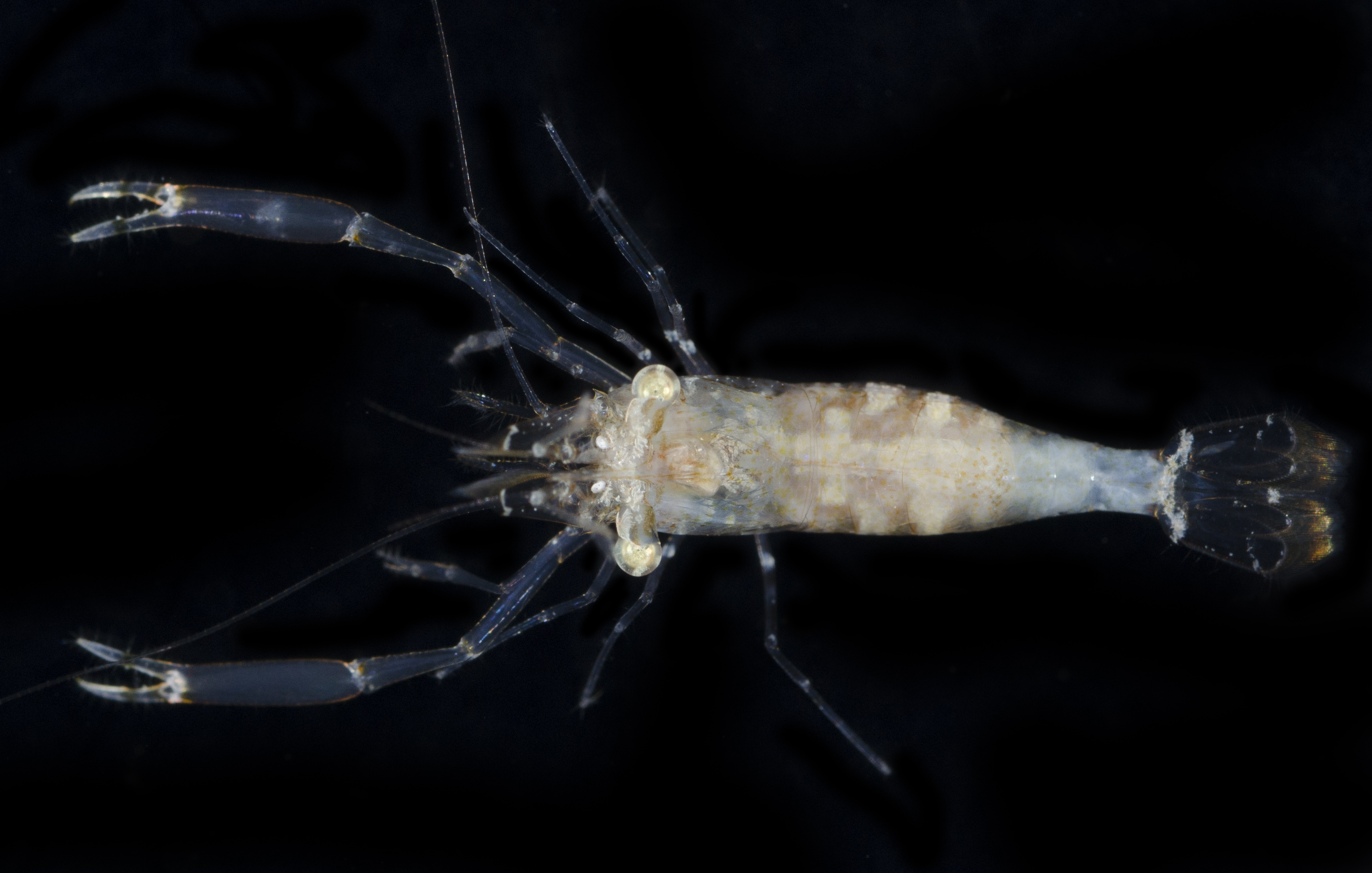 Palaemonidae image