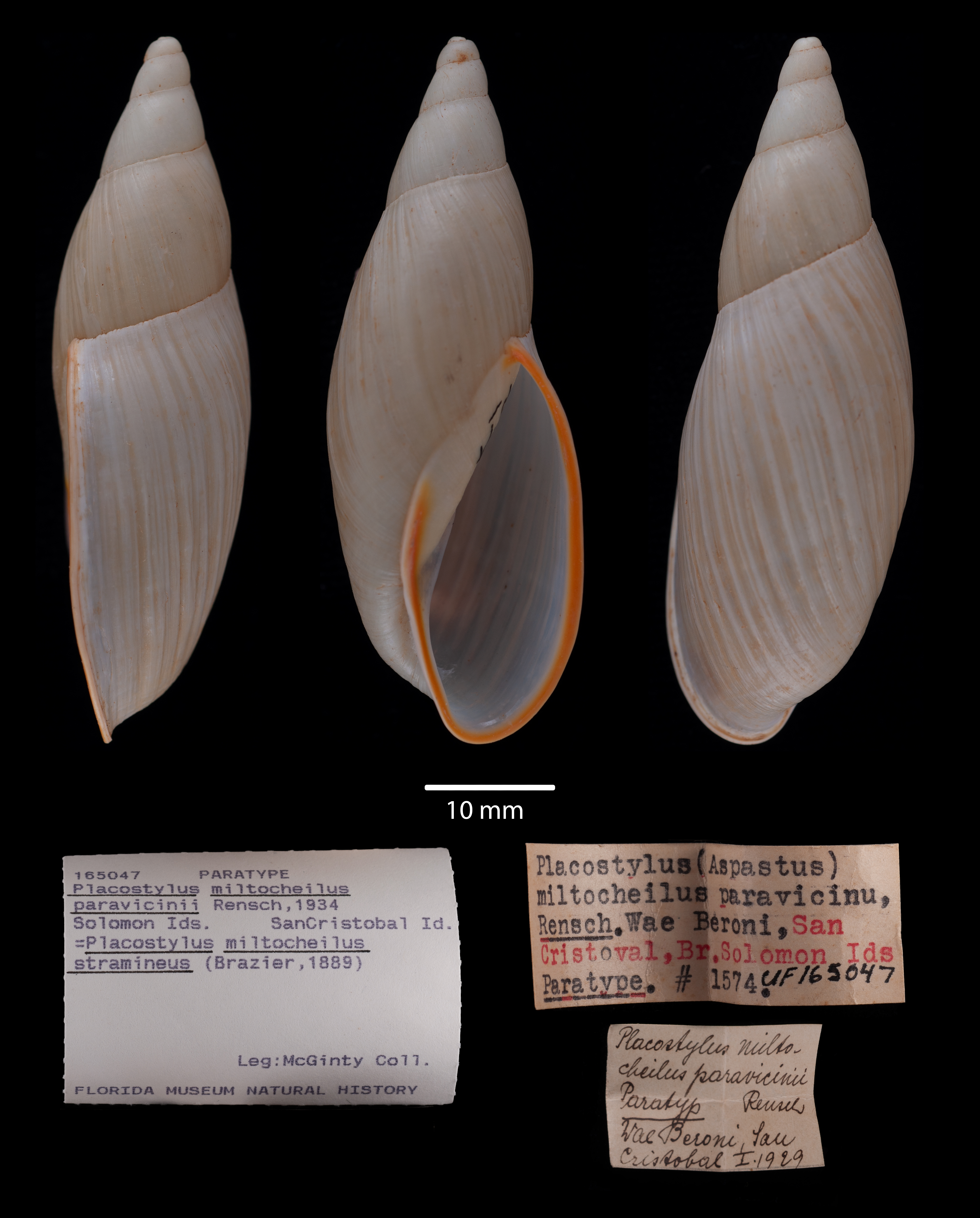 Bothriembryontidae image