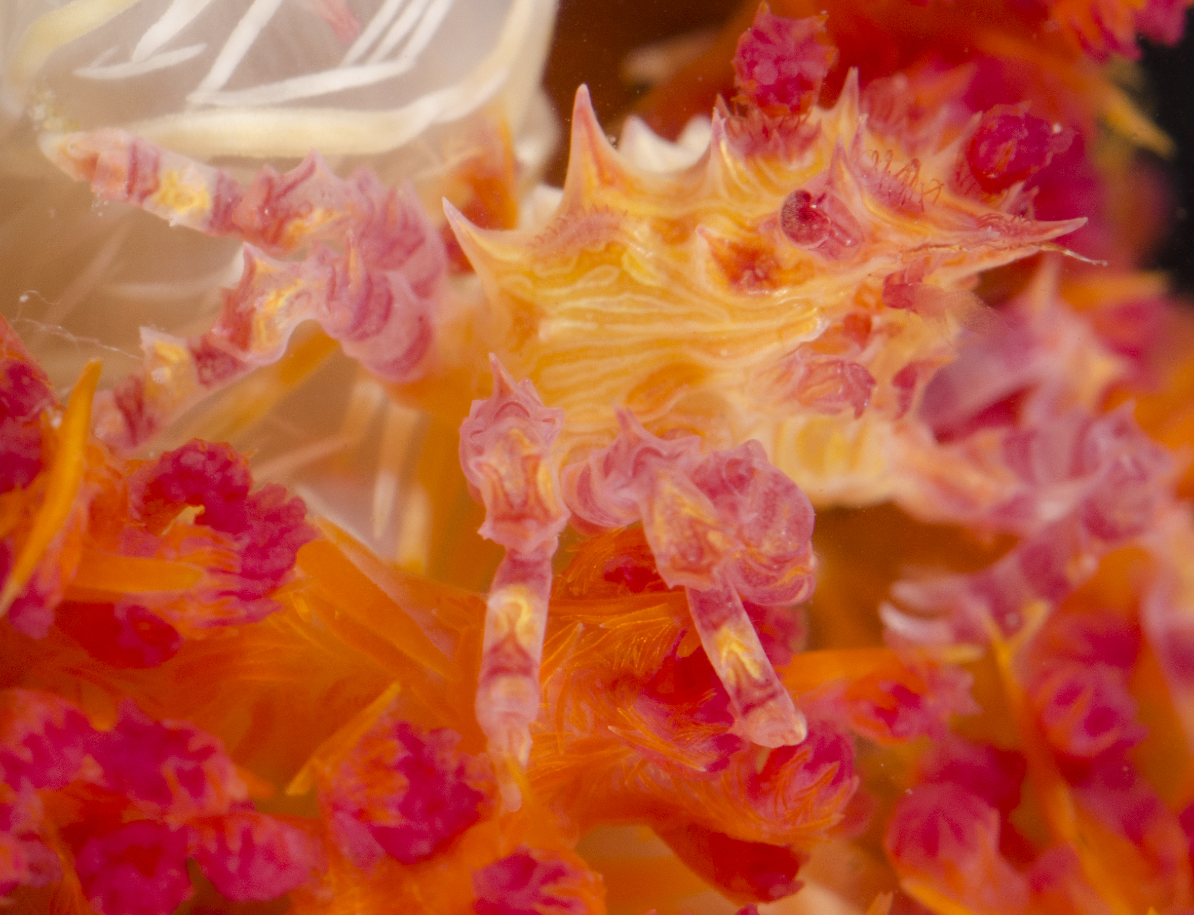 Hoplophrys oatesi image