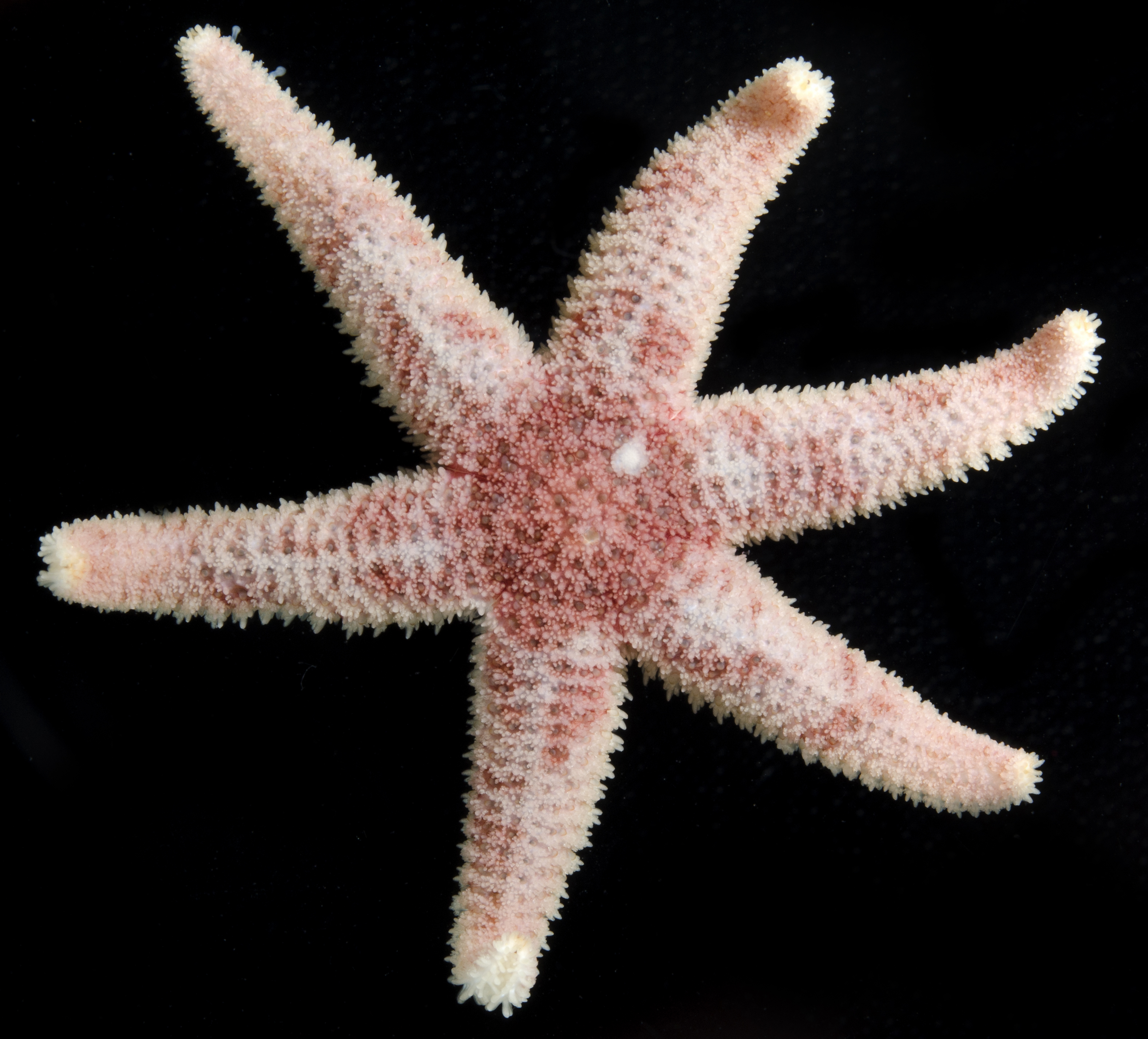 Leptasterias thumbnail