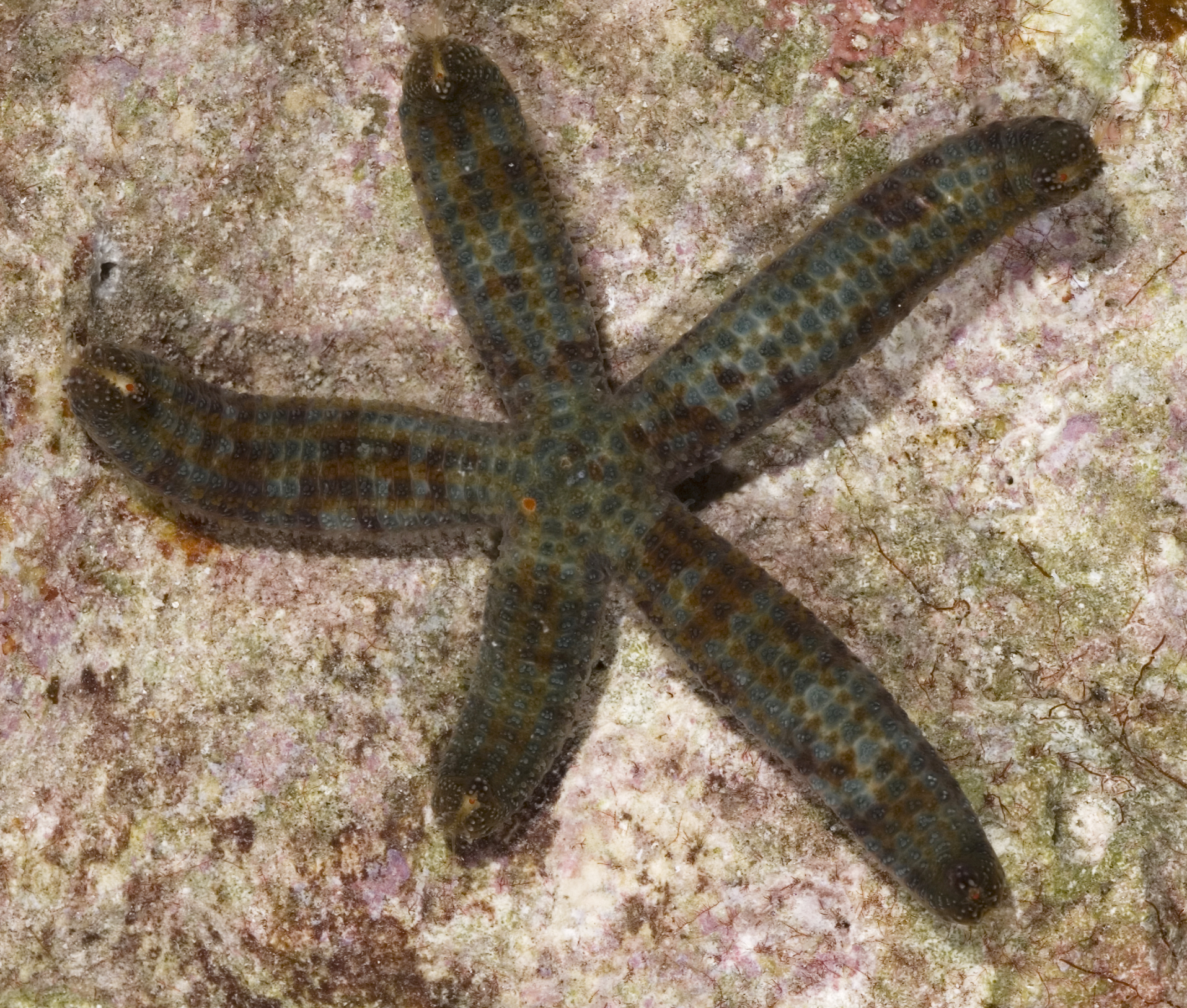 Dactylosaster cylindricus image