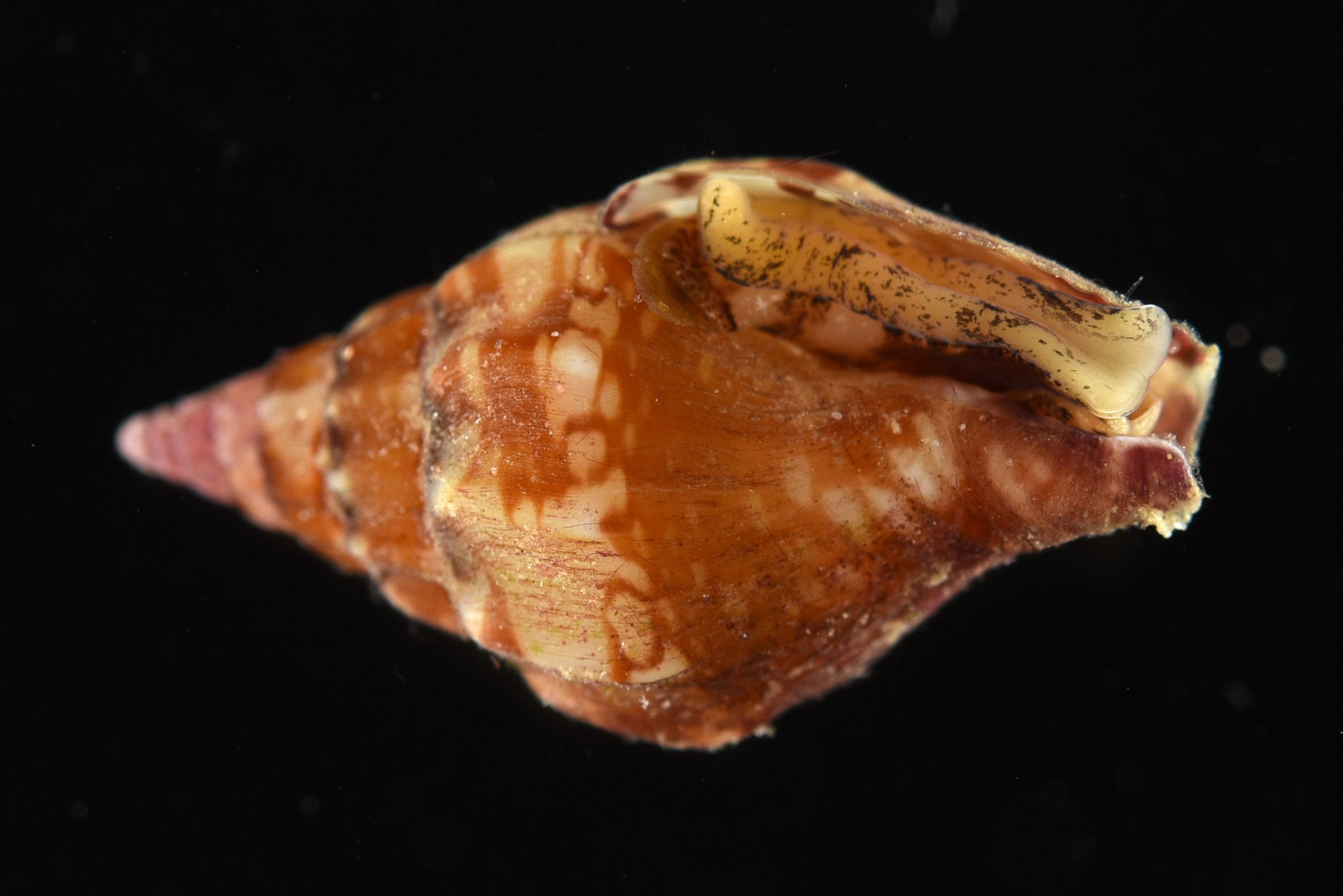 Columbellidae image