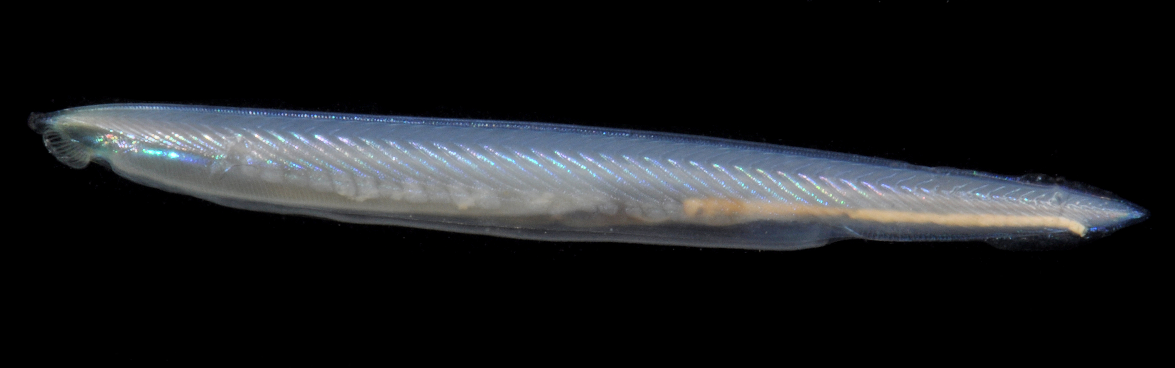 Branchiostoma floridae thumbnail