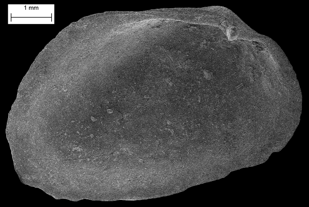 Galeommatoidea image