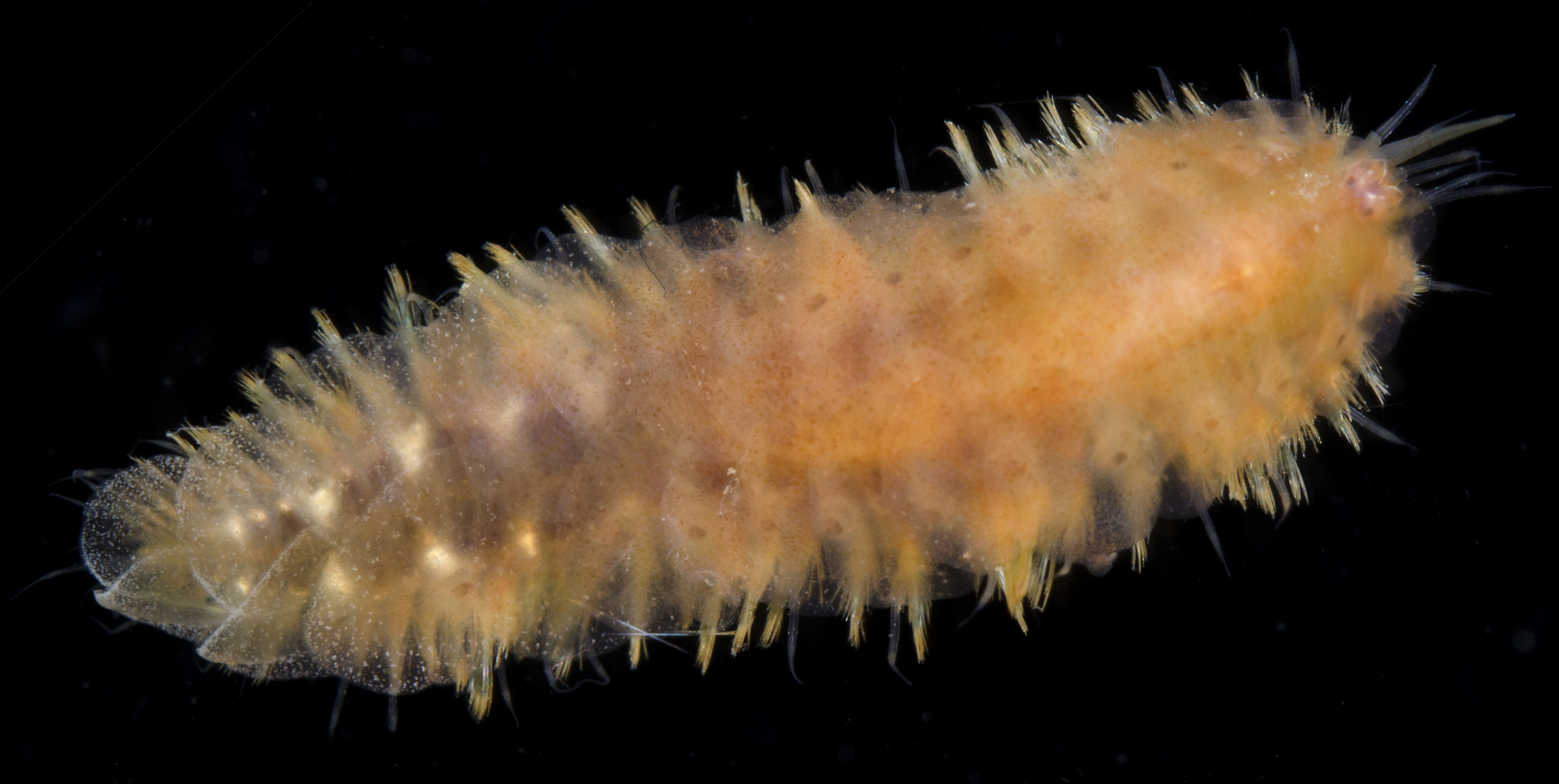 Australonoe willani thumbnail