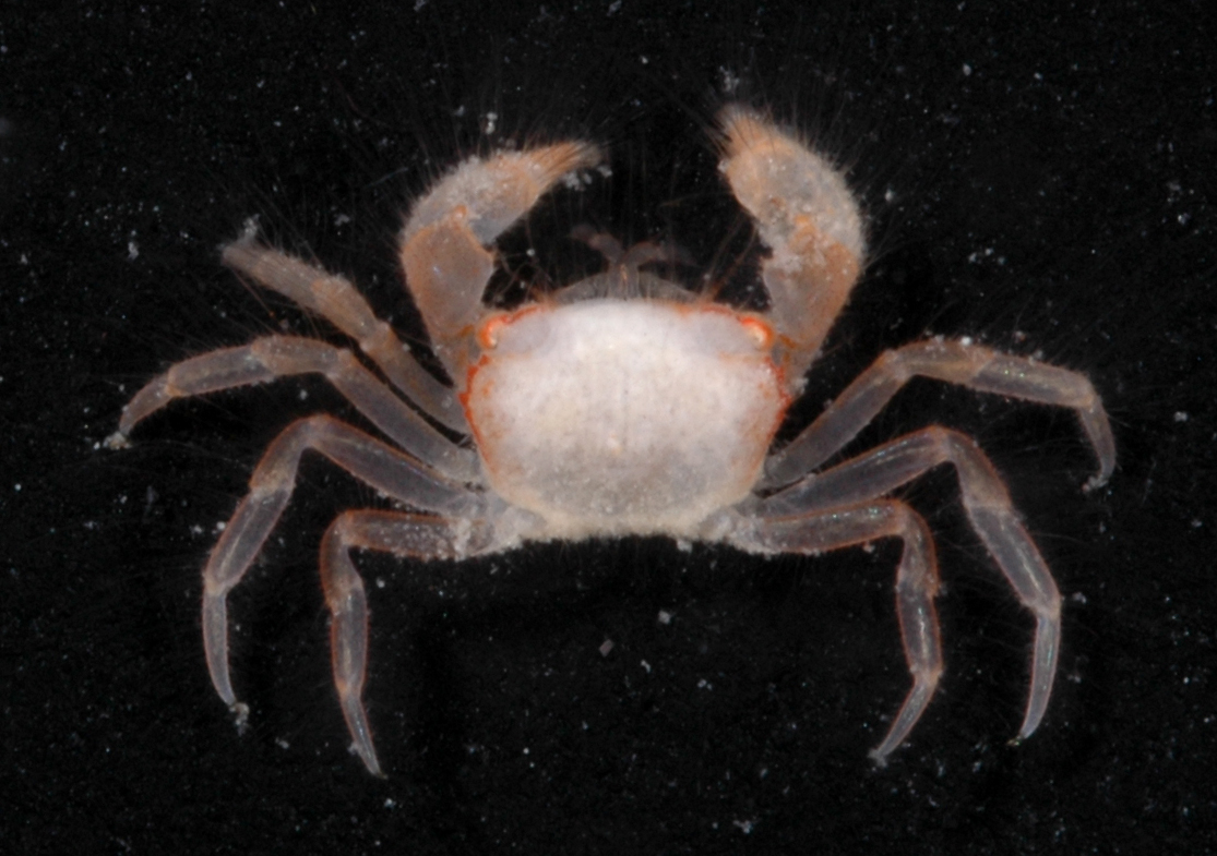 Xanthoidea