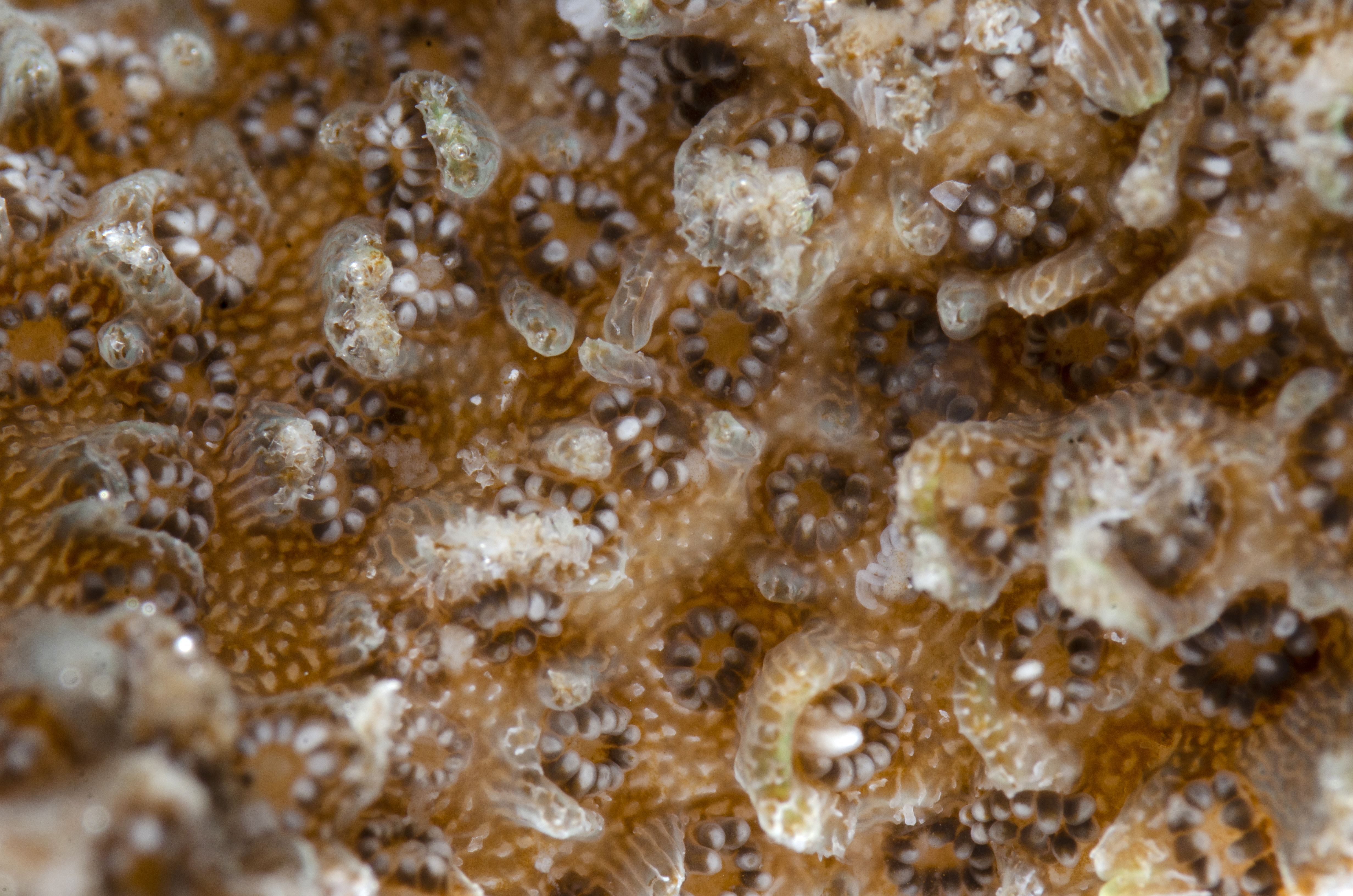 Acropora downingi image