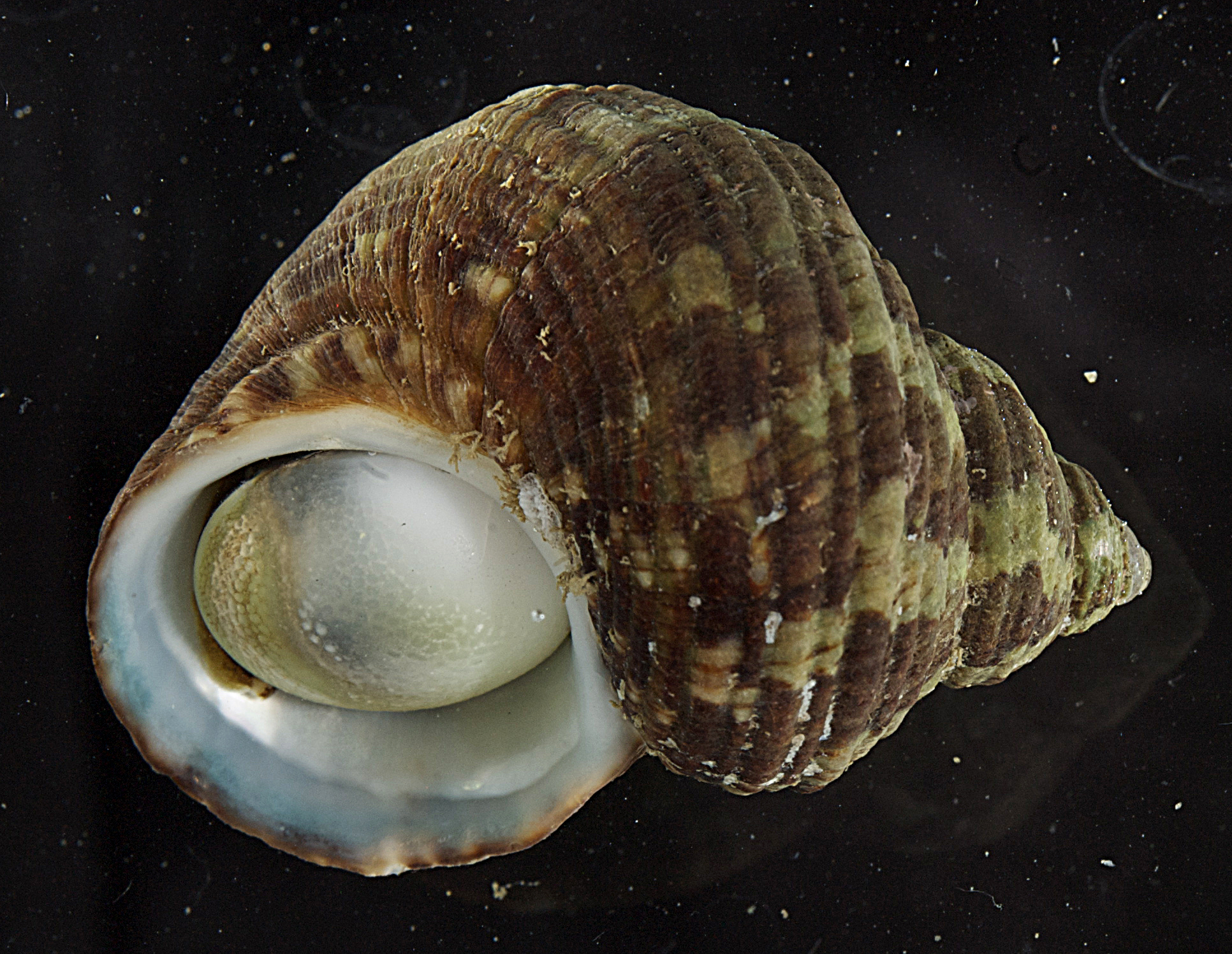 Turbo stenogyrus thumbnail