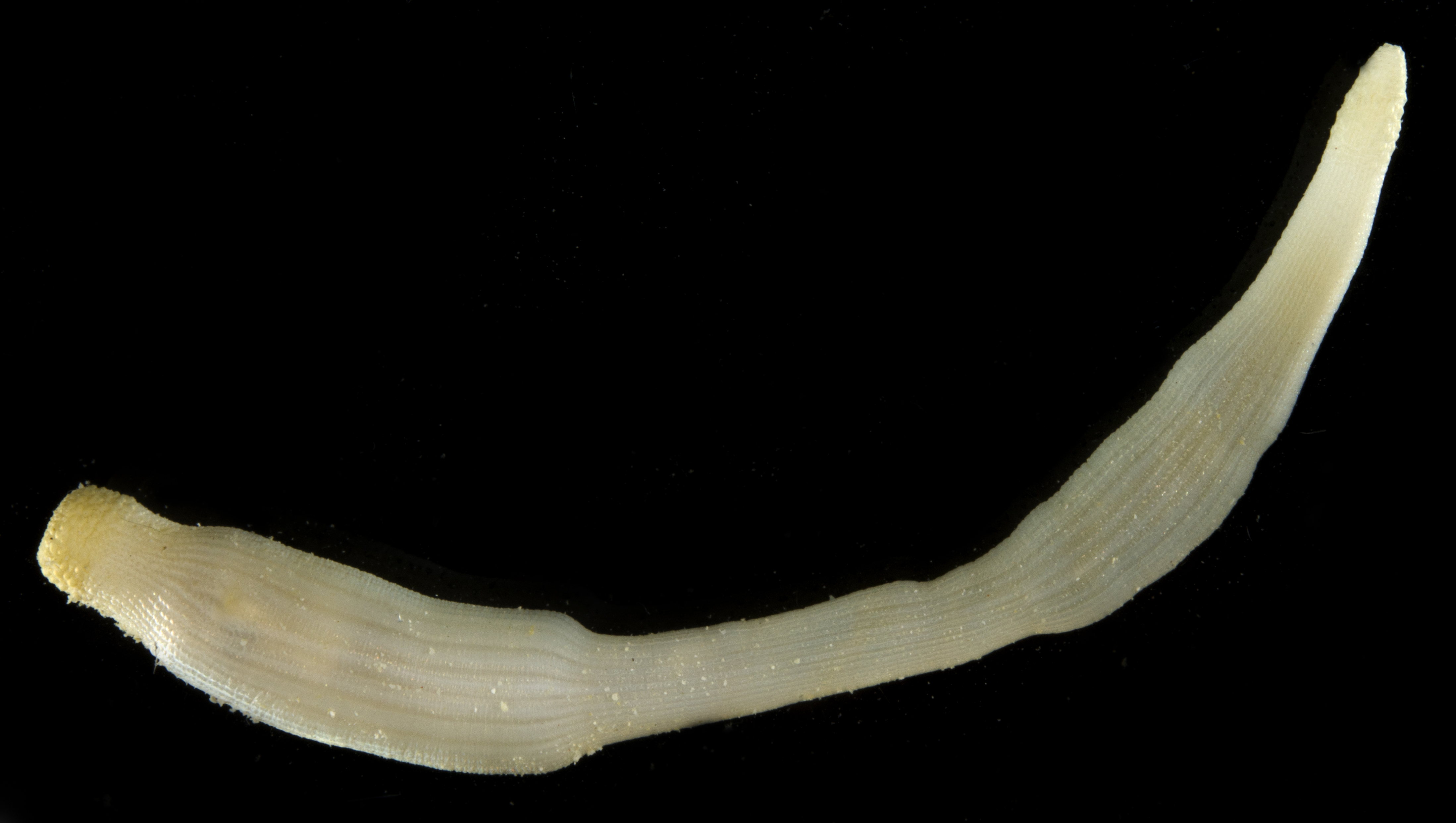 Siphonosoma cumanense image