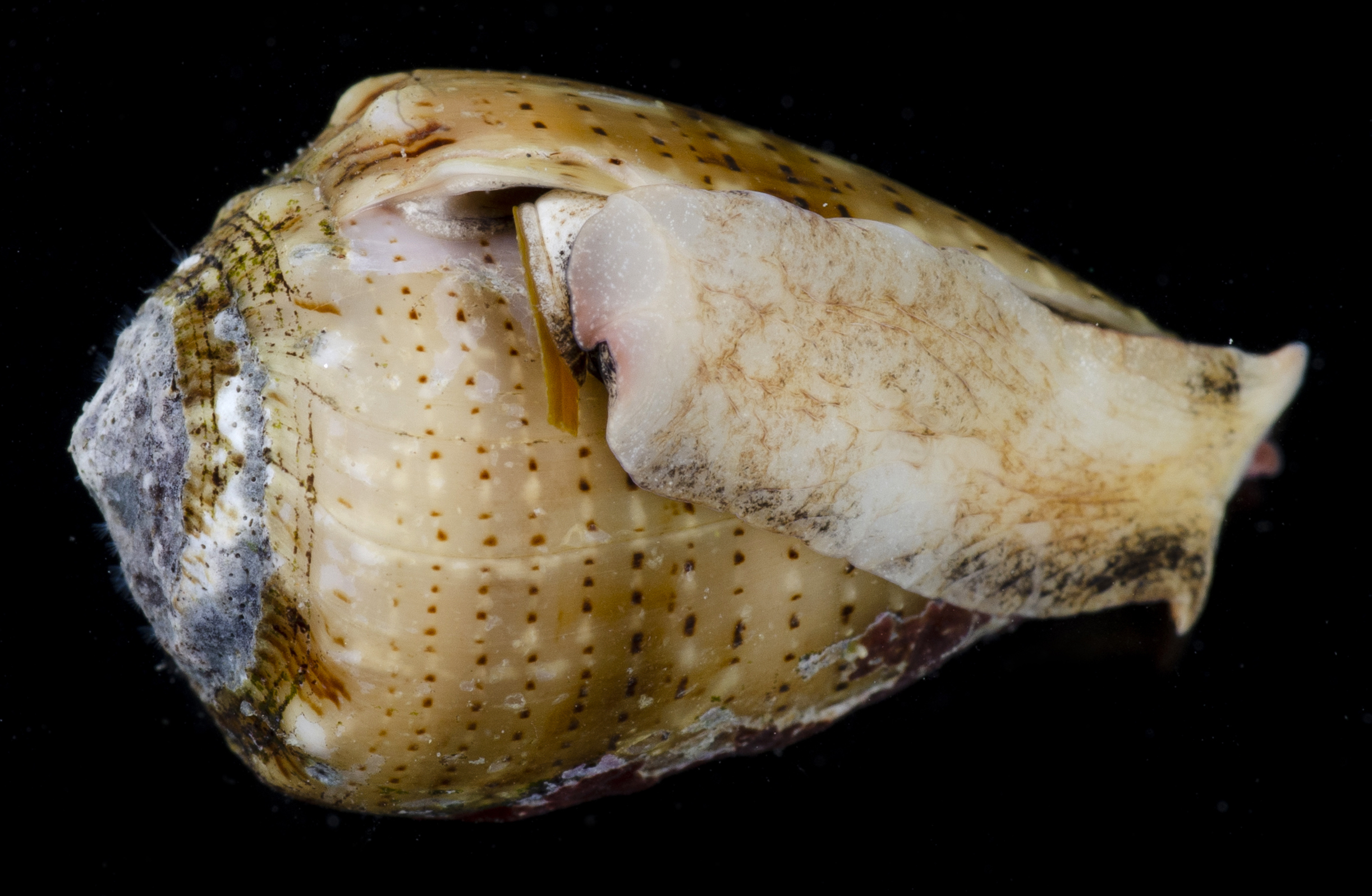 Conus coronatus image