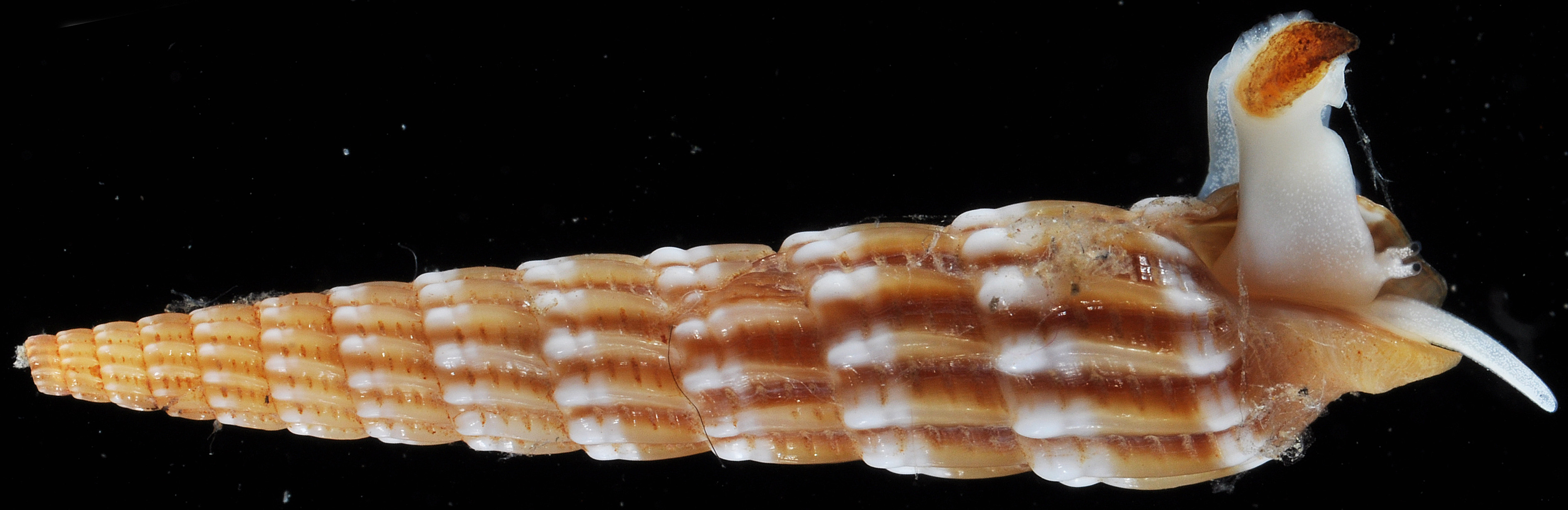 Myurella undulata thumbnail