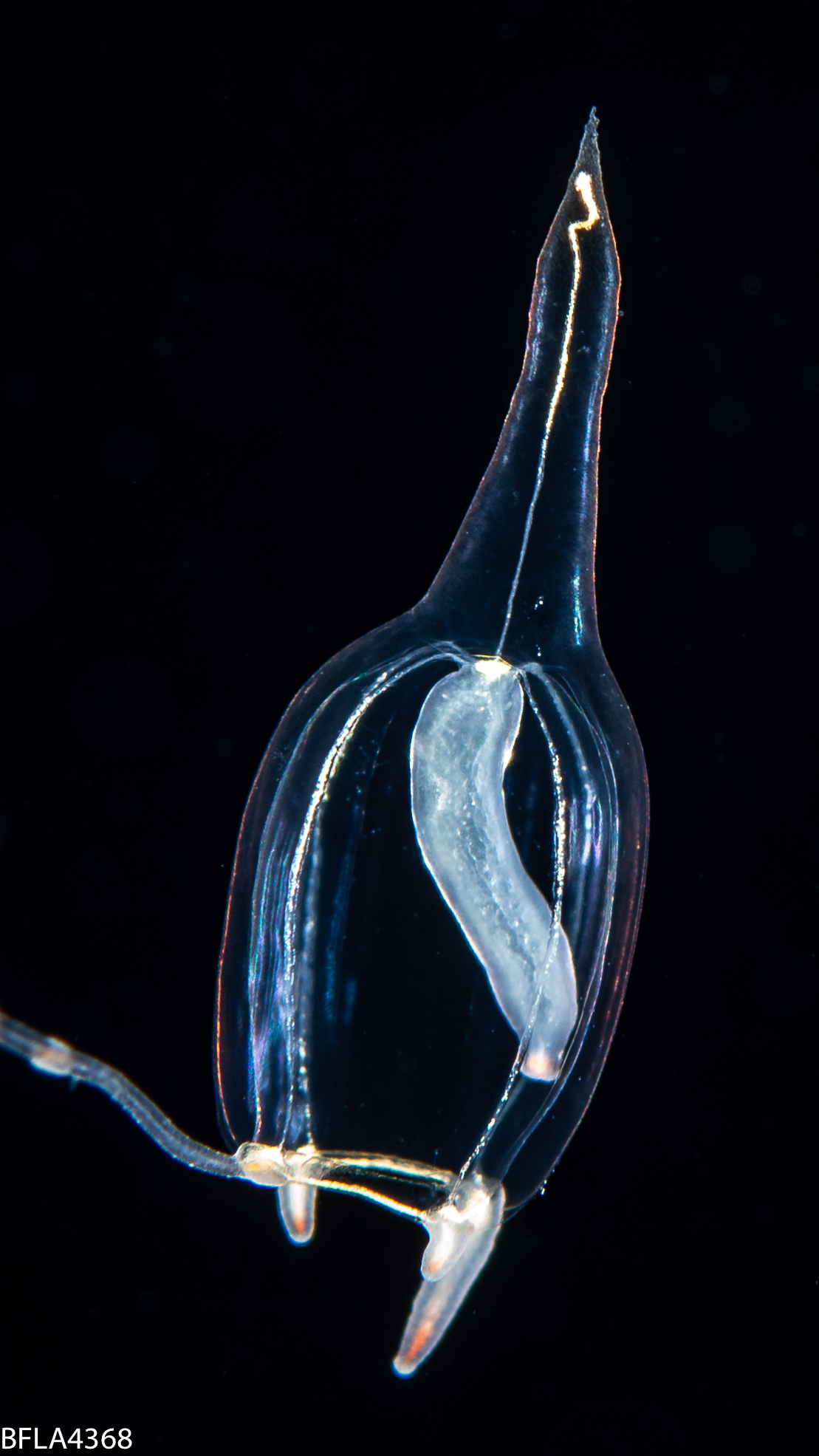 Corymorpha gracilis image