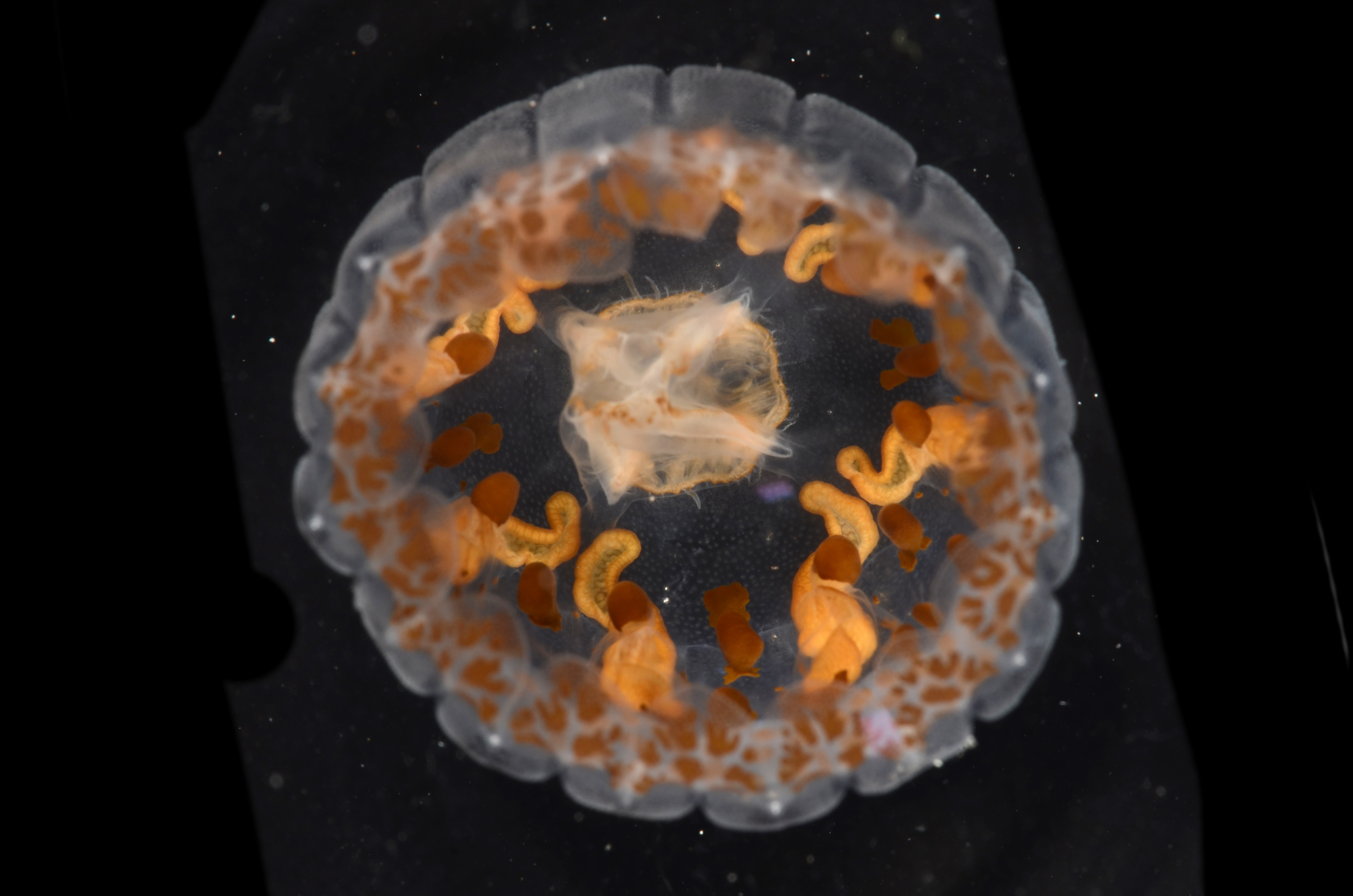 Linuche unguiculata thumbnail