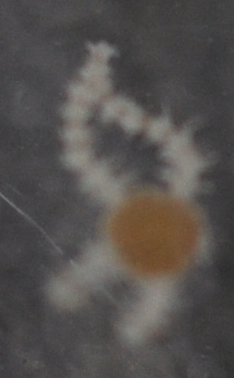 Ophiothrix image