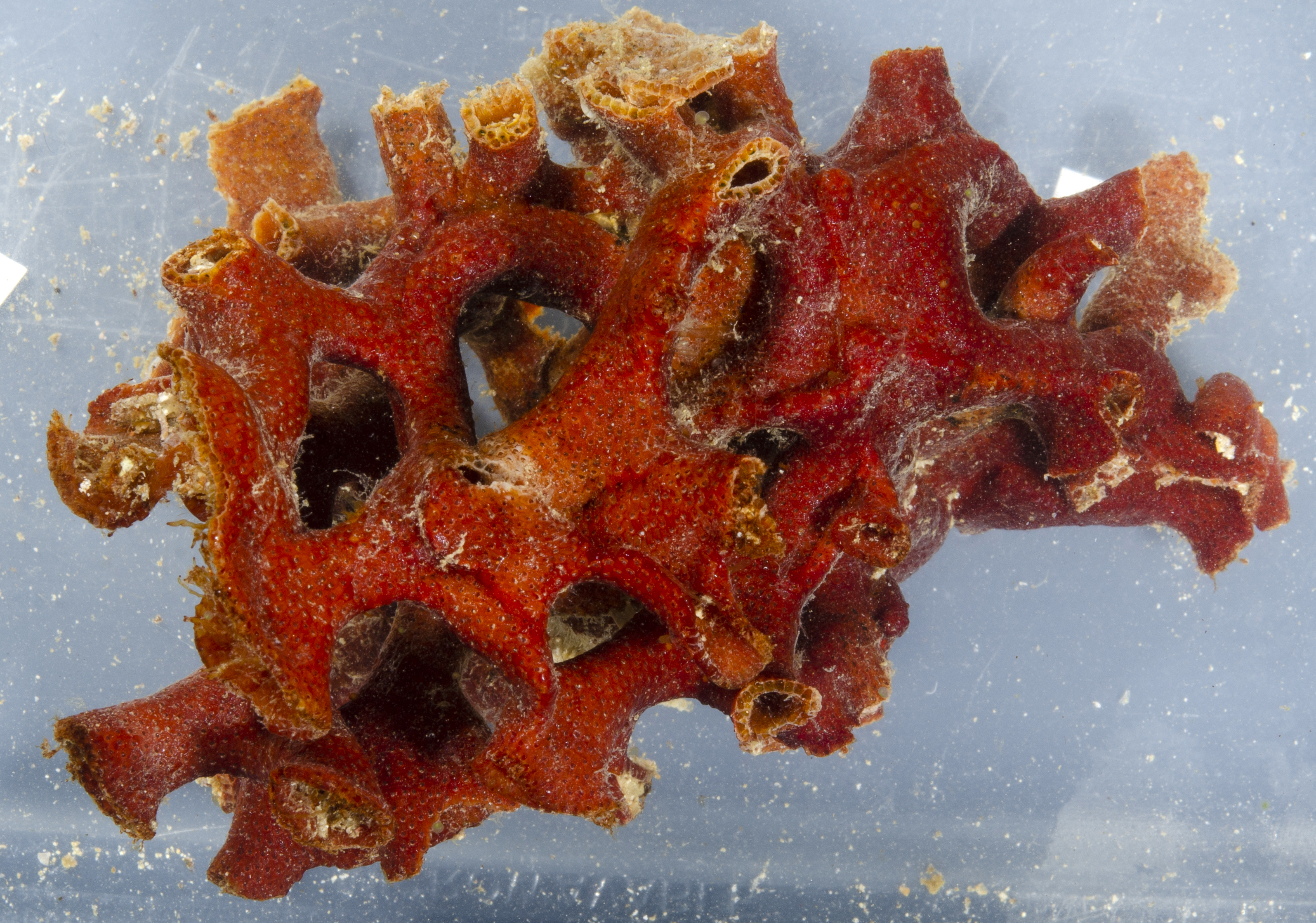 Adeonidae