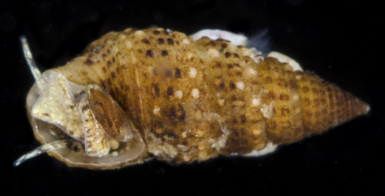 Cerithium alutaceum thumbnail
