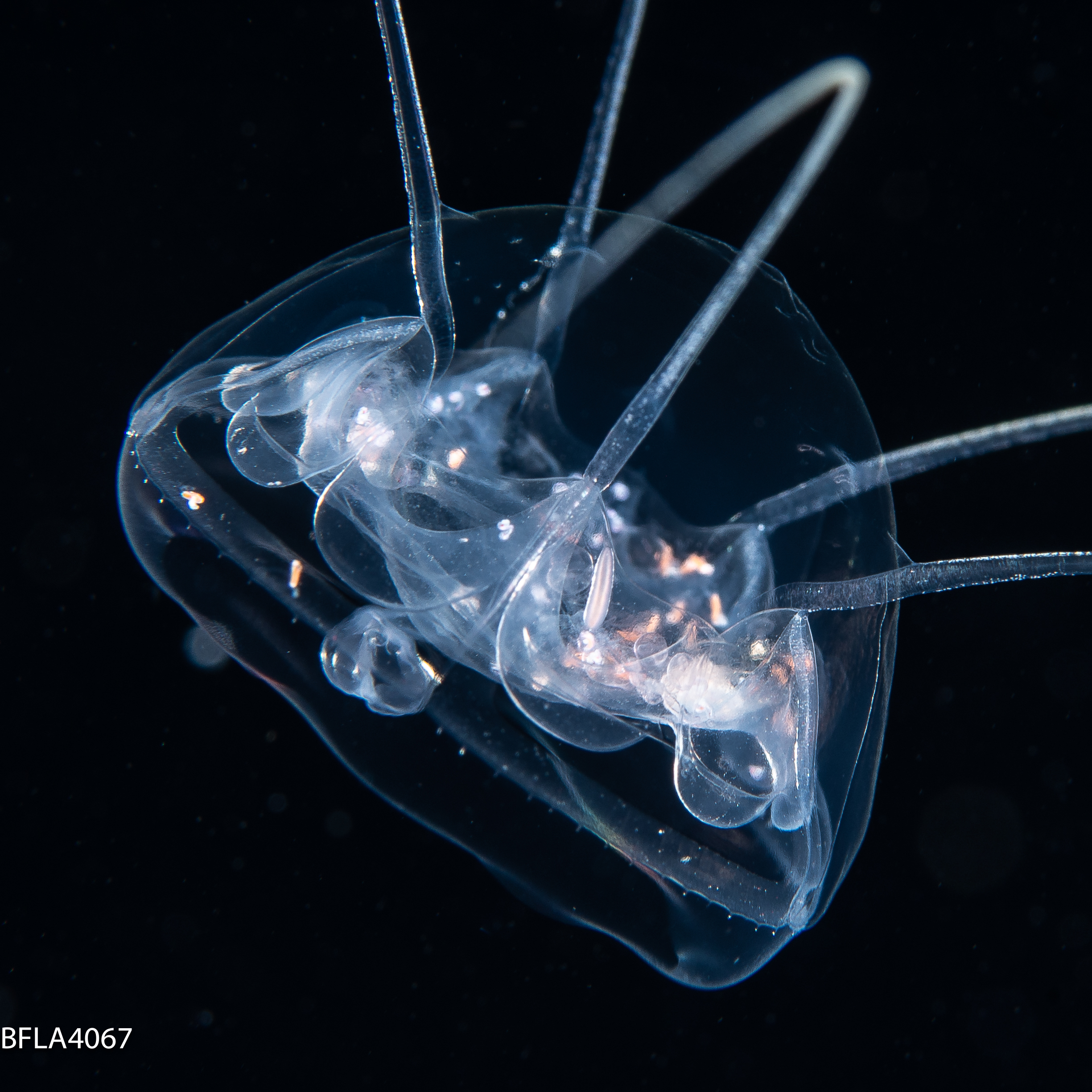 Pseudaegina rhodina