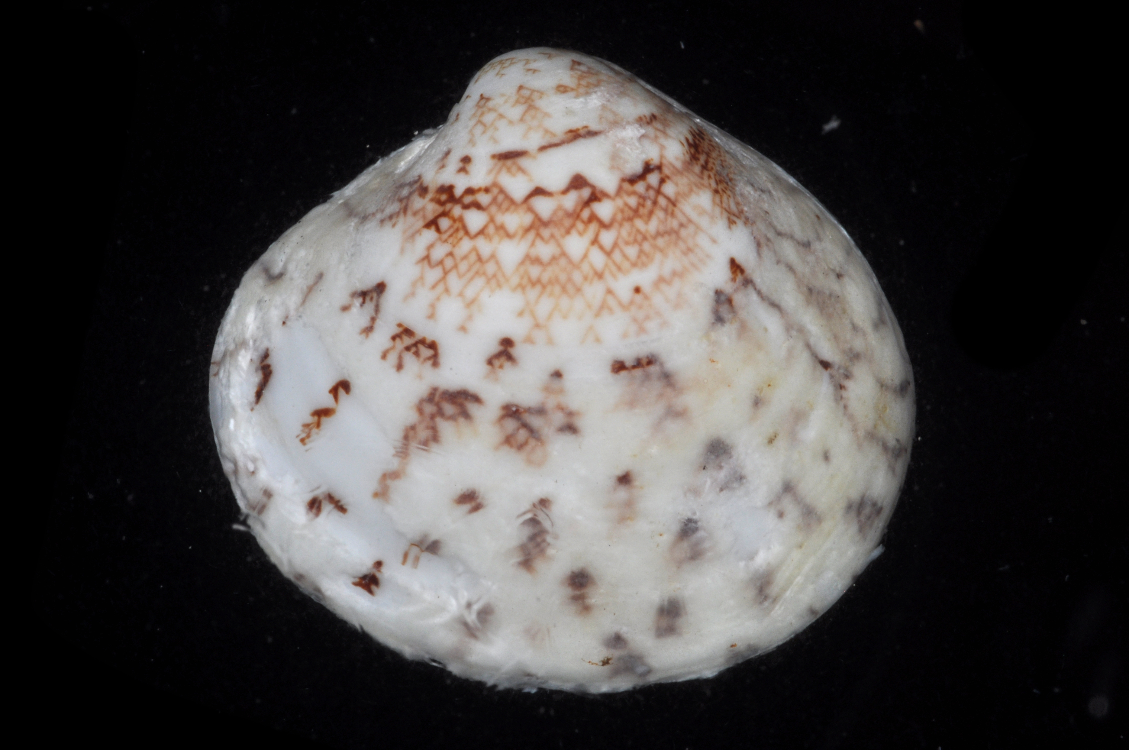Lioconcha castrensis