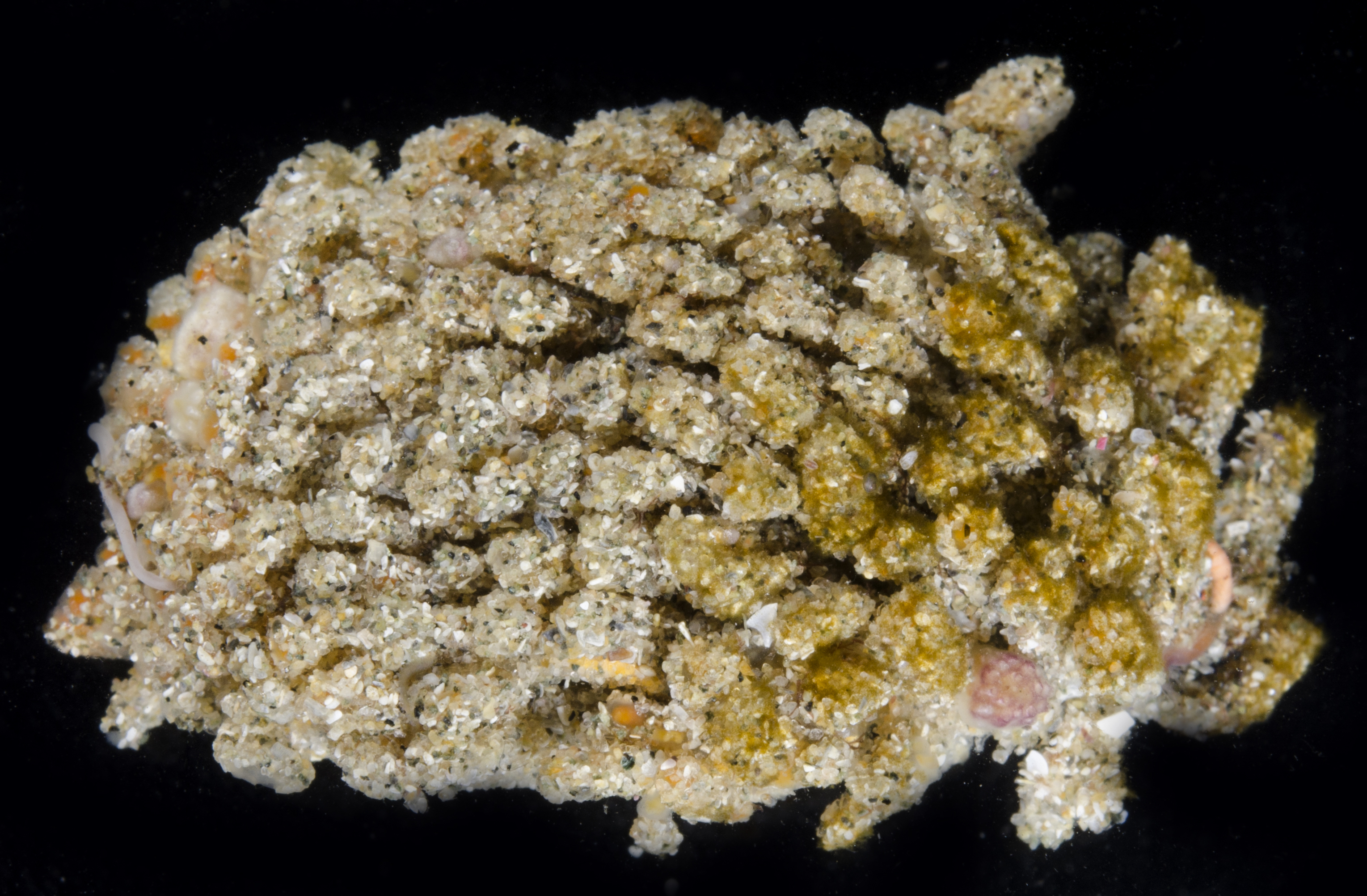 Euherdmania claviformis