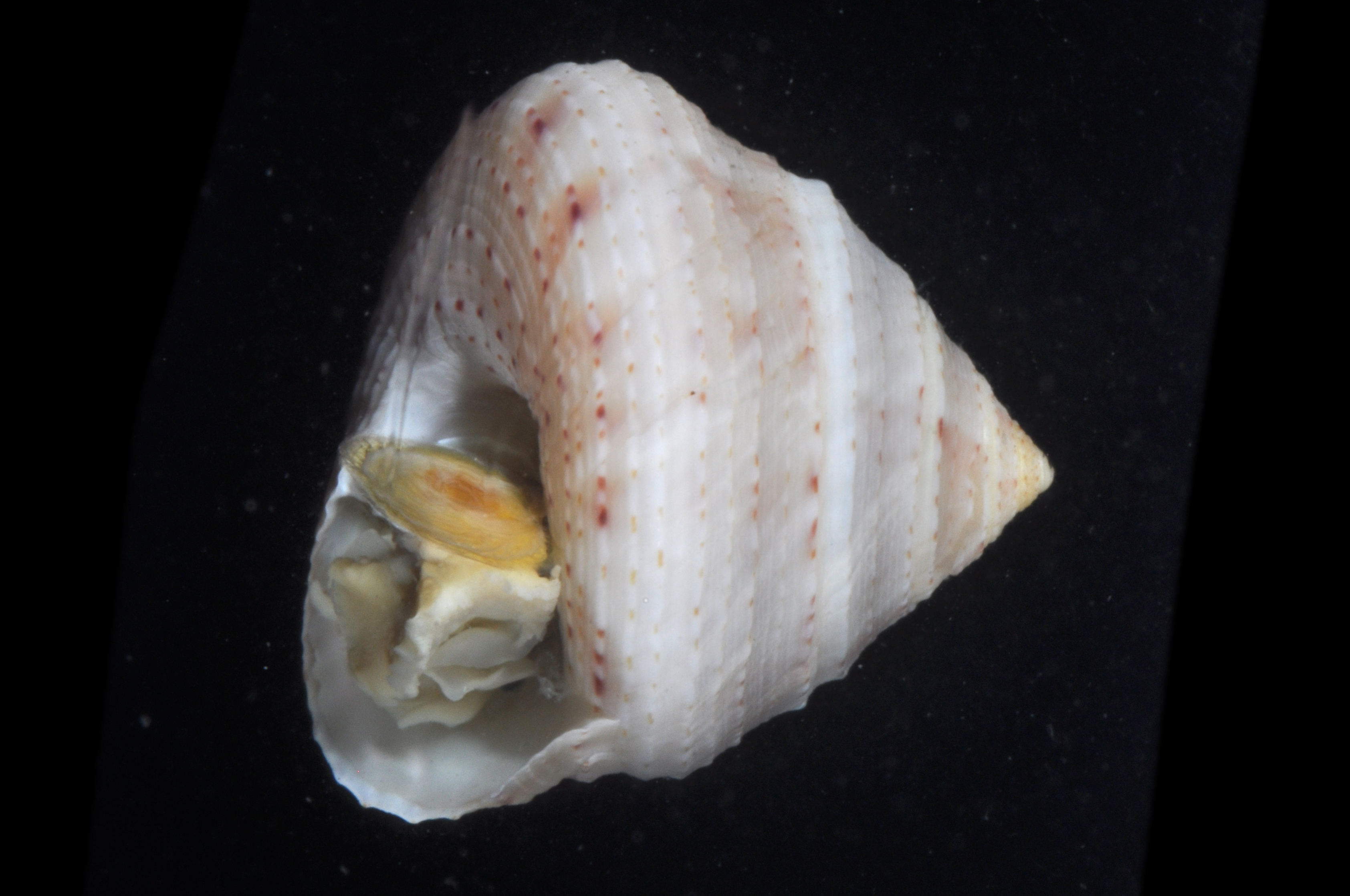 Calliostoma yucatecanum thumbnail