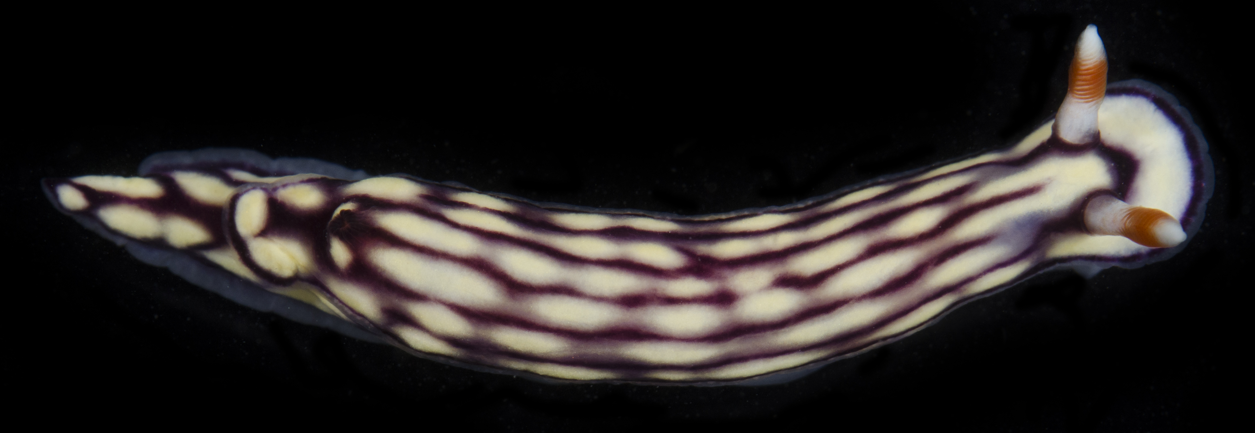 Hypselodoris whitei image