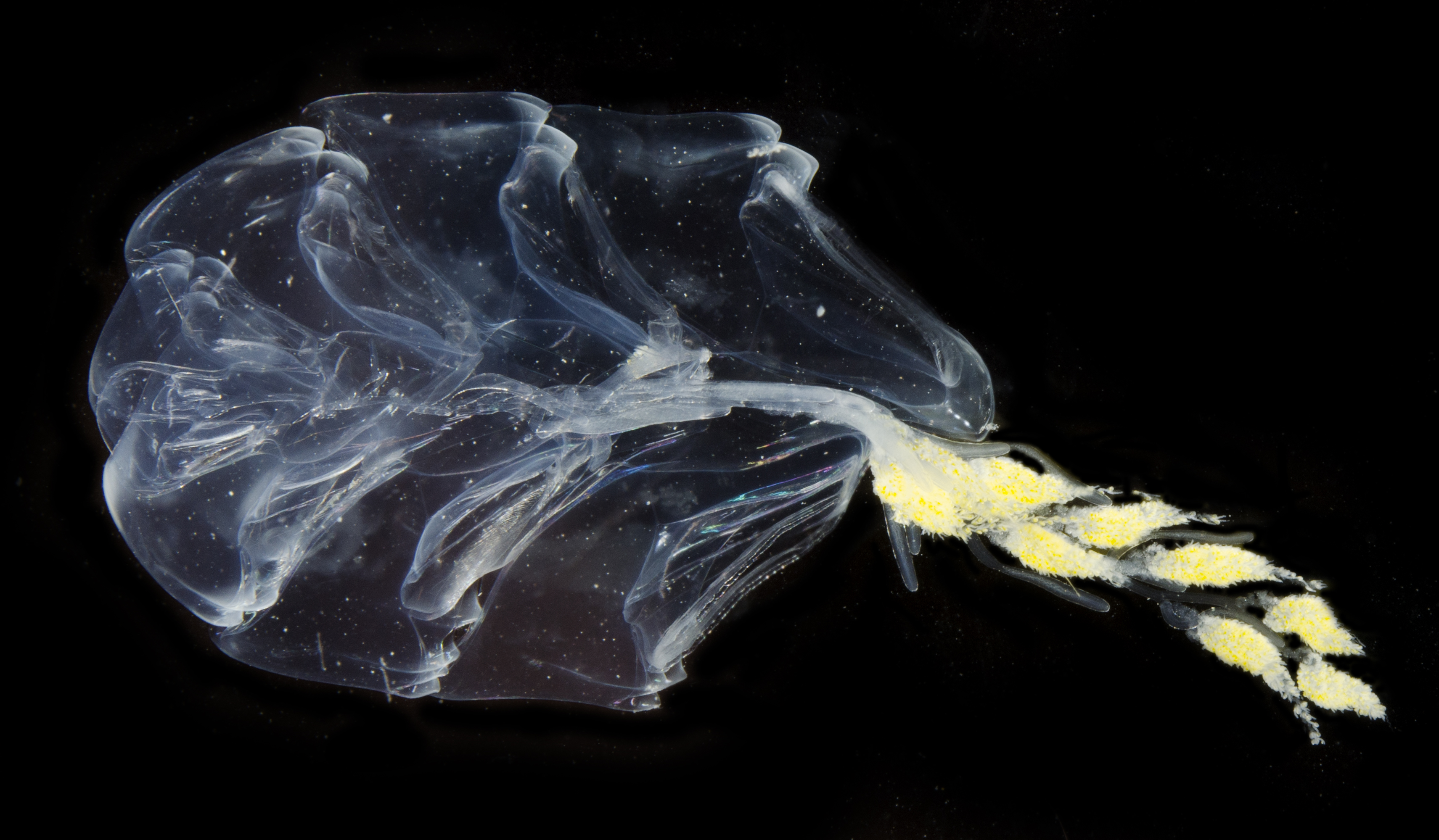 Hippopodiidae