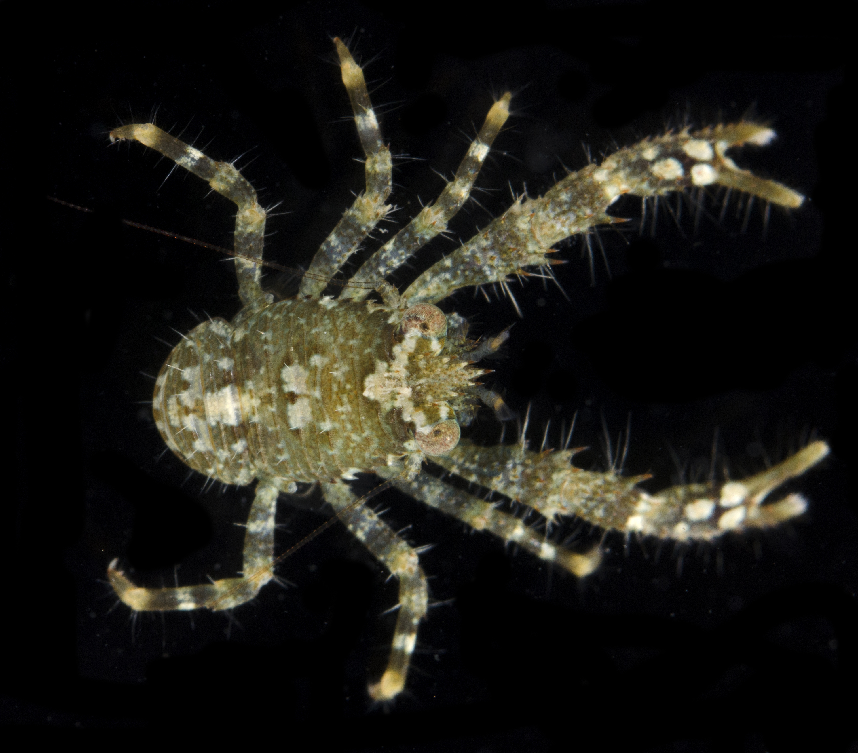 Galathea orientalis